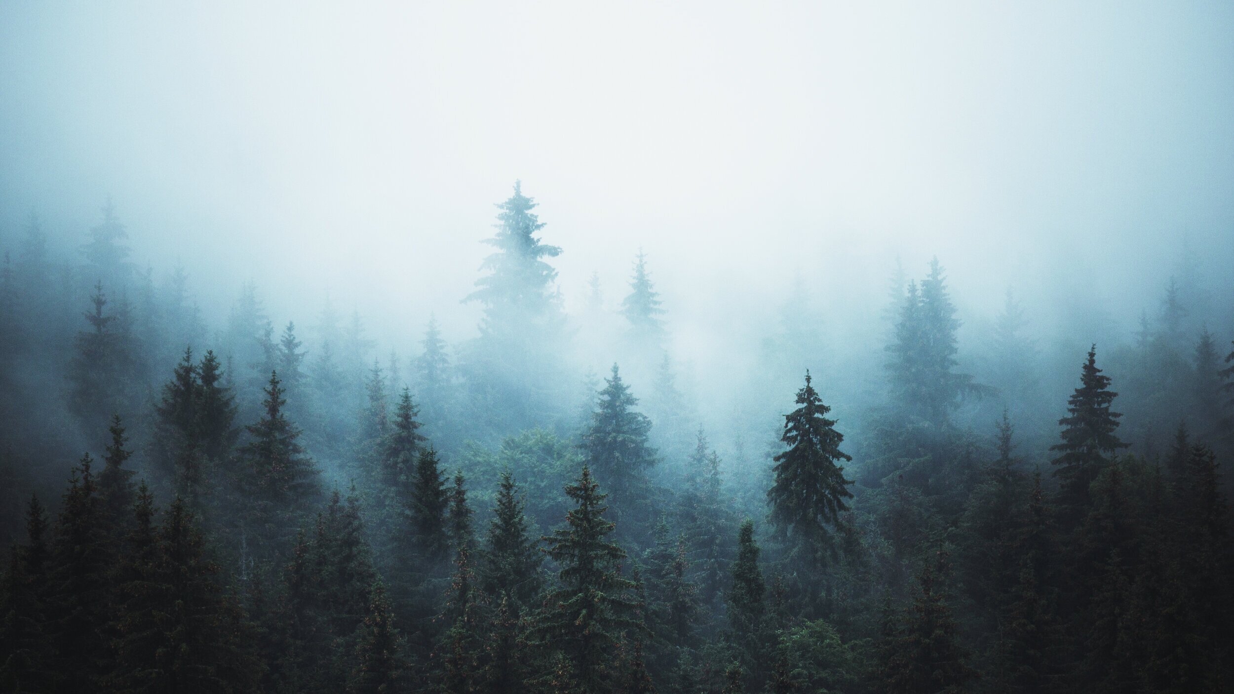 Хвойные сны. Фотообои туманный лес со светильником Луна. Сосна вл сне.