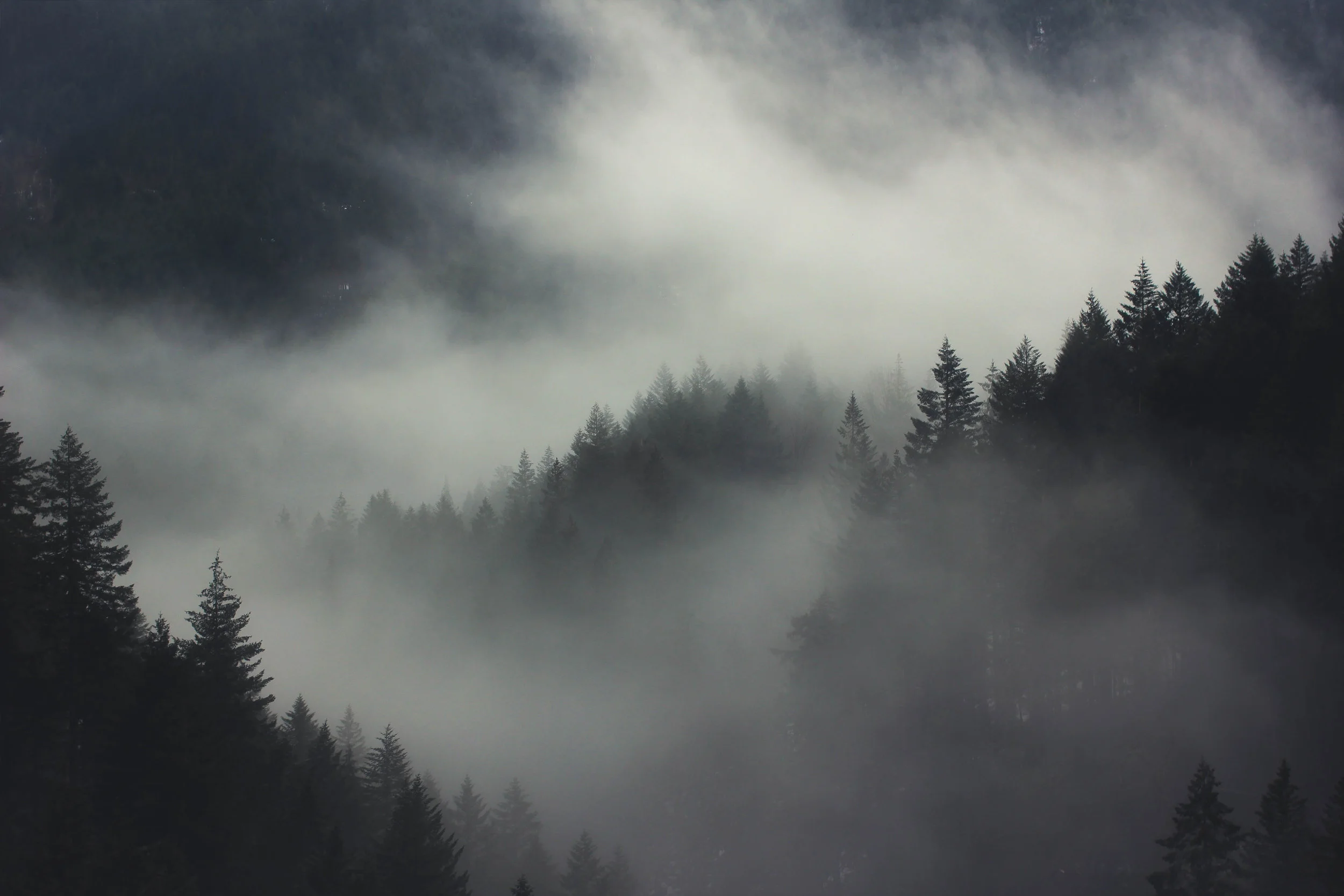Foggy Trees.jpg