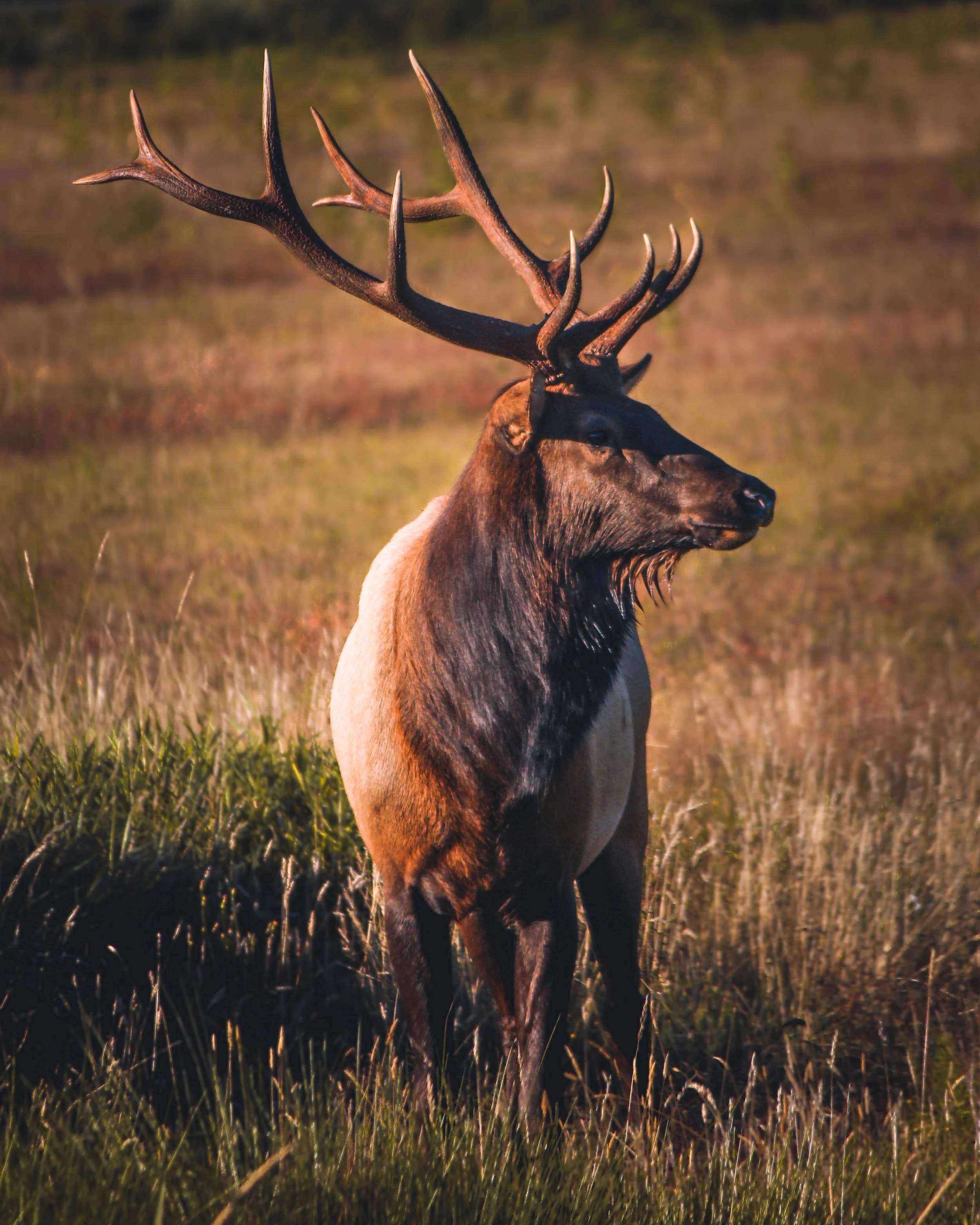 Elk stabd.jpg