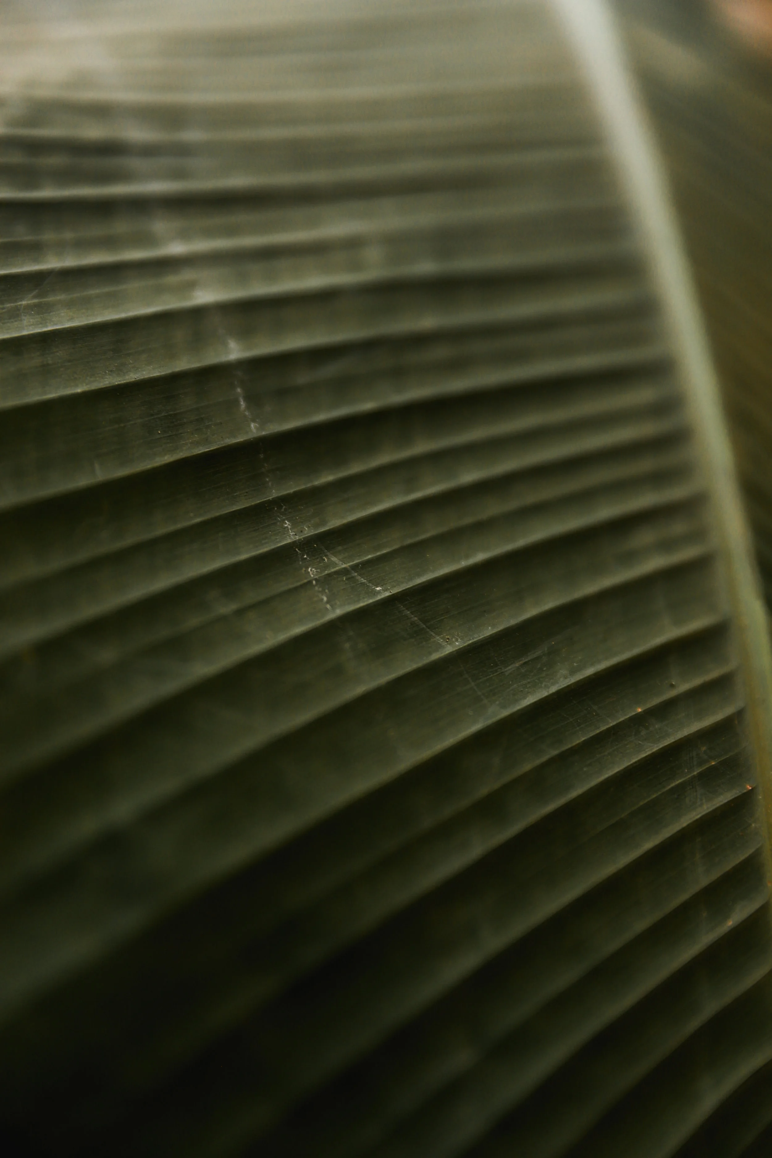 Liv Plant Shop-4.jpg