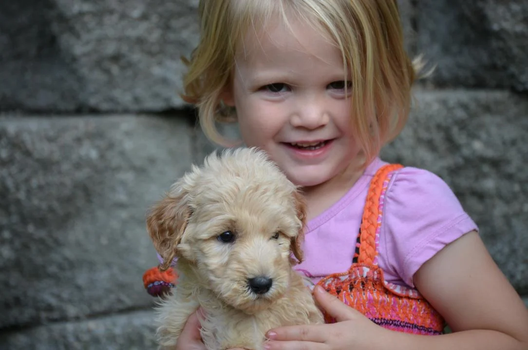 Carolina-Goldendoodle-1.jpeg