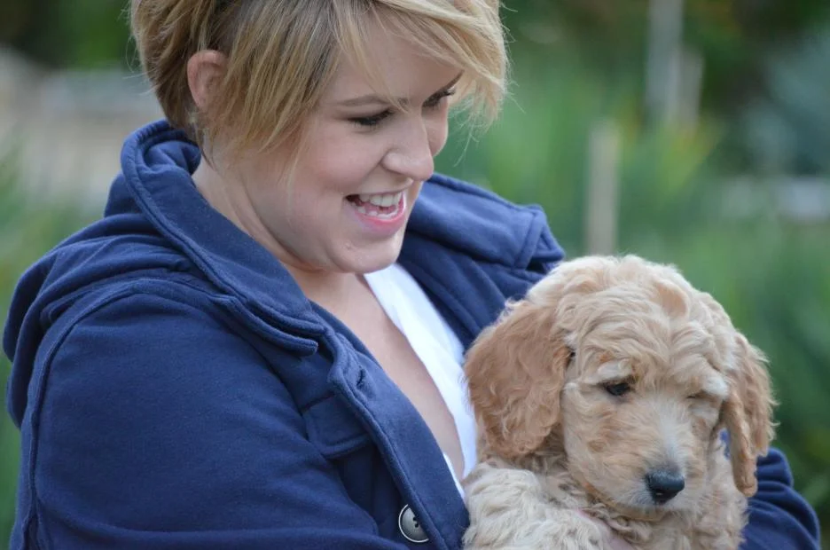 Cutie-apricot-goldendoodle-puppy-21.jpeg
