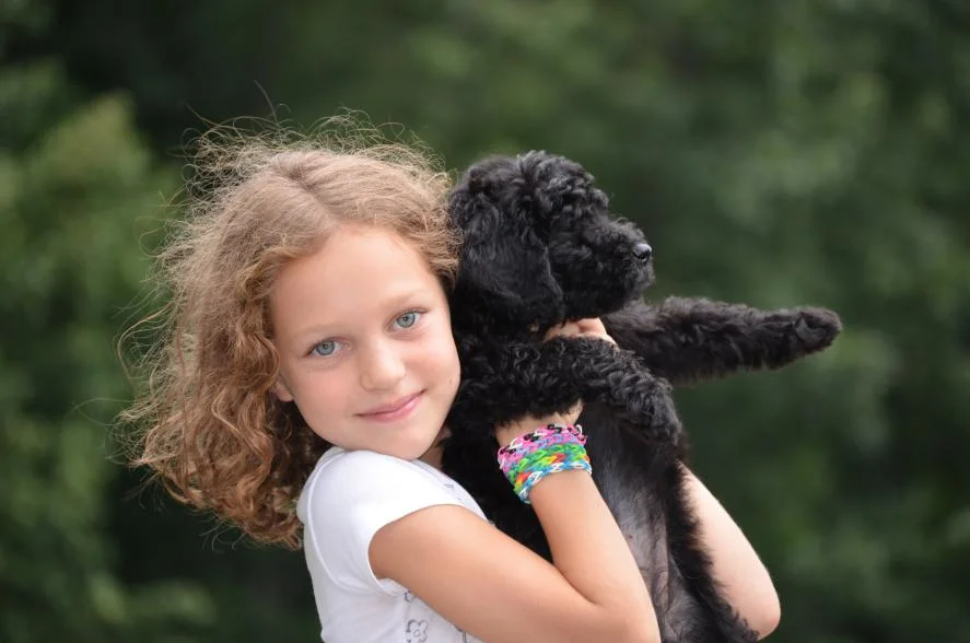 Scarlett-the-mini-Goldendoodle-18.jpeg