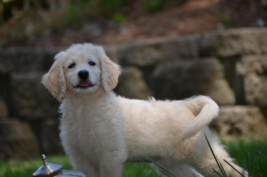 f1b-Goldendoodle-puppy-12.jpeg