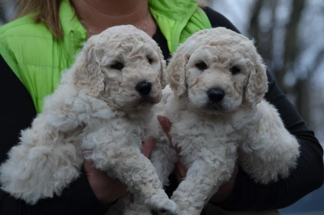 BestGoldendoodles-f1b-puppies-2.jpeg
