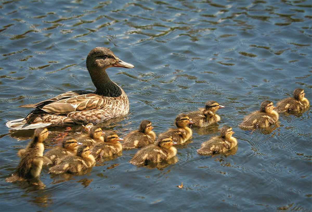 Spring! Make Way For Ducklings…