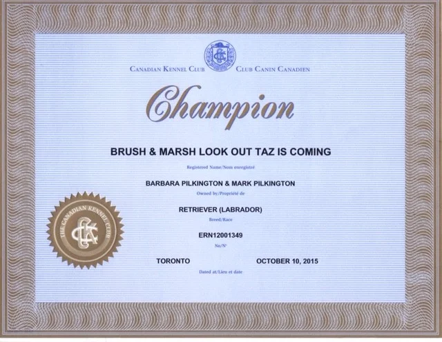 Tazzy Canadian Champion.jpg
