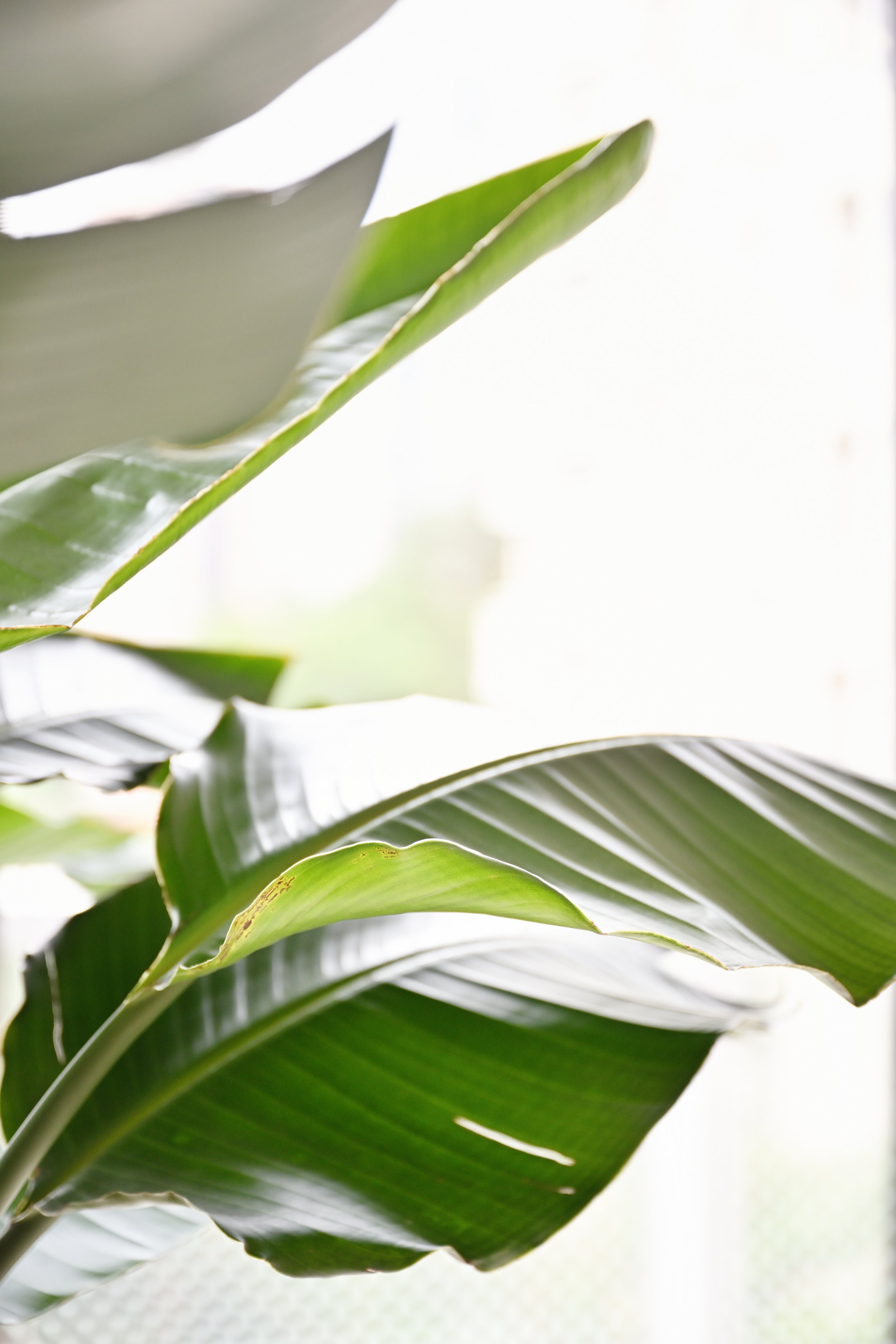 57 Grange Rd 061.JPG