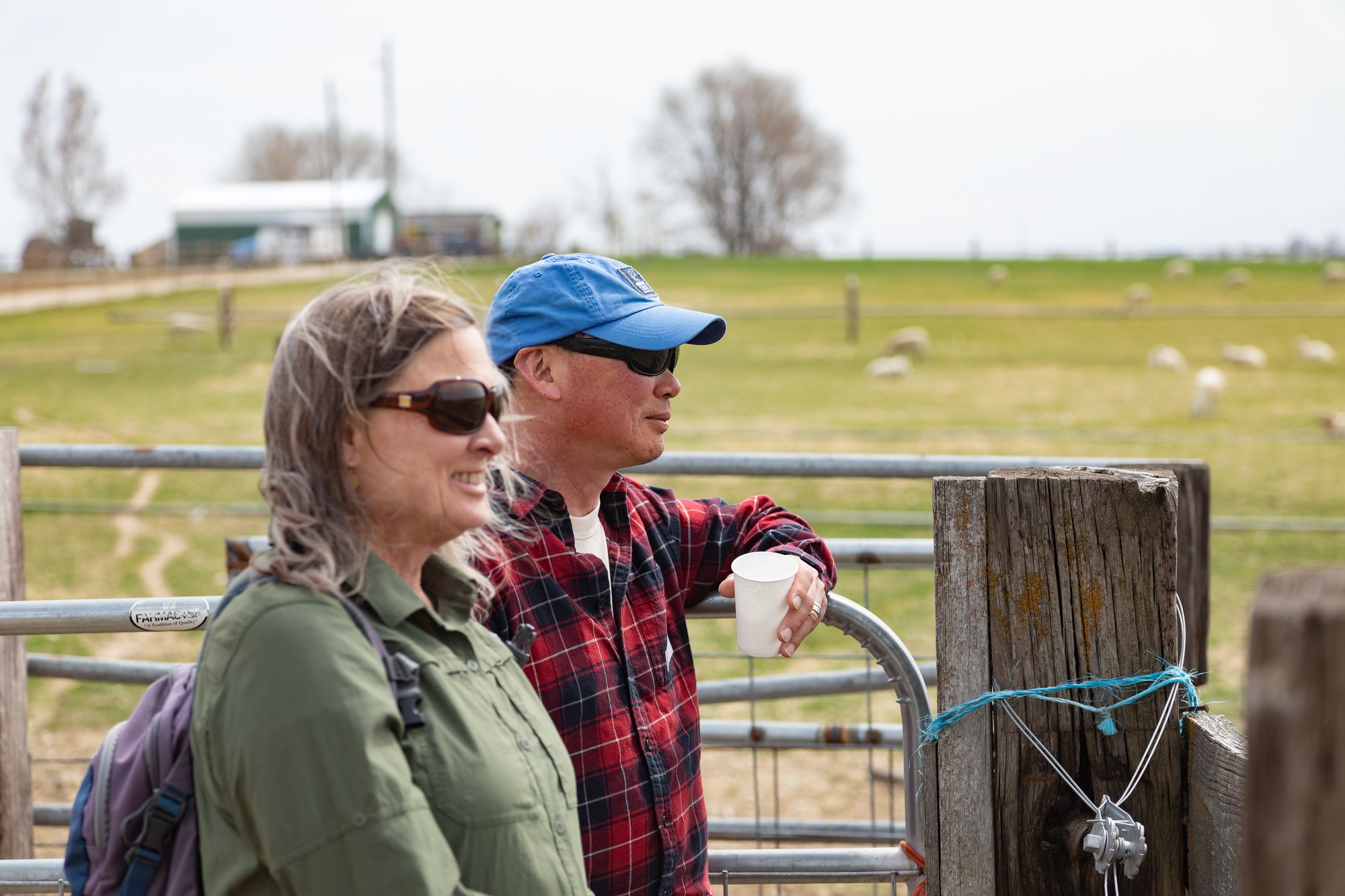 Visitors watch lambs in the corral
