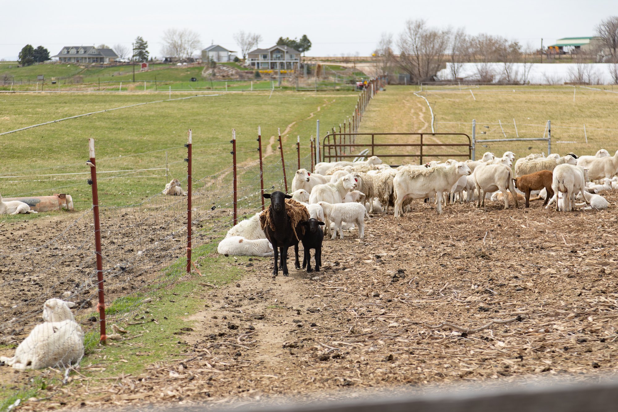 A black ewe and her lamb  stand out in a heard of mostly white sheep.