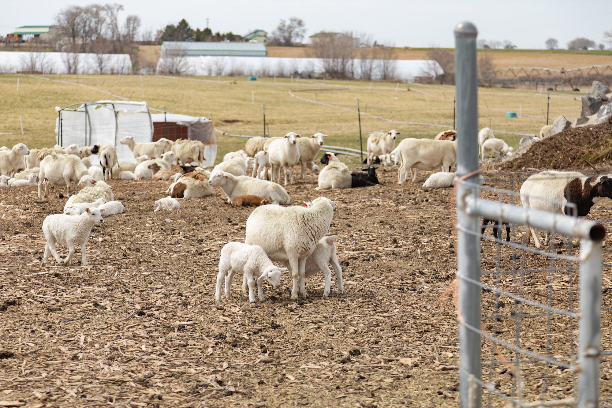 A ewe nurses her lambs.