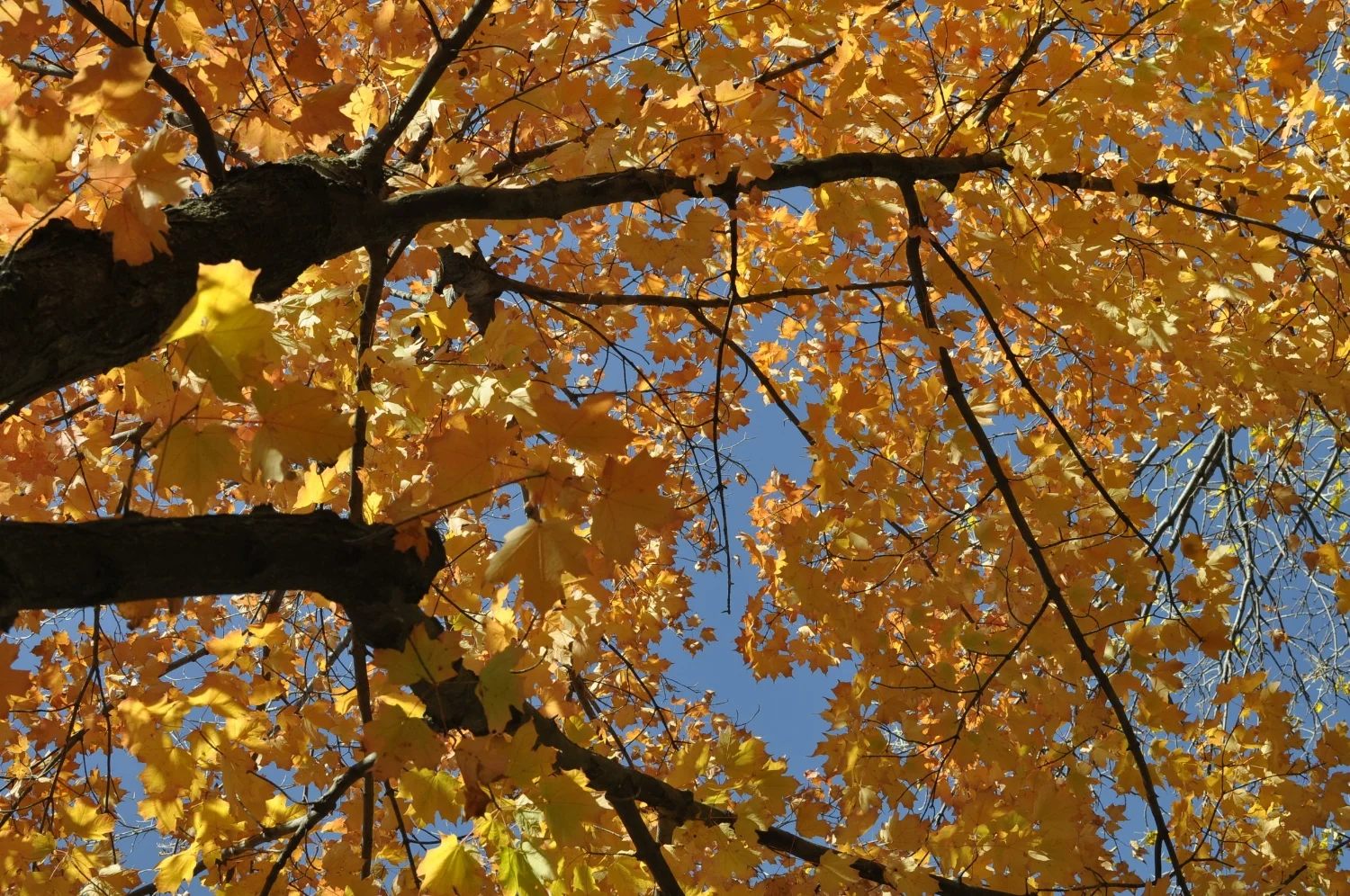 Intro to Soul Collage