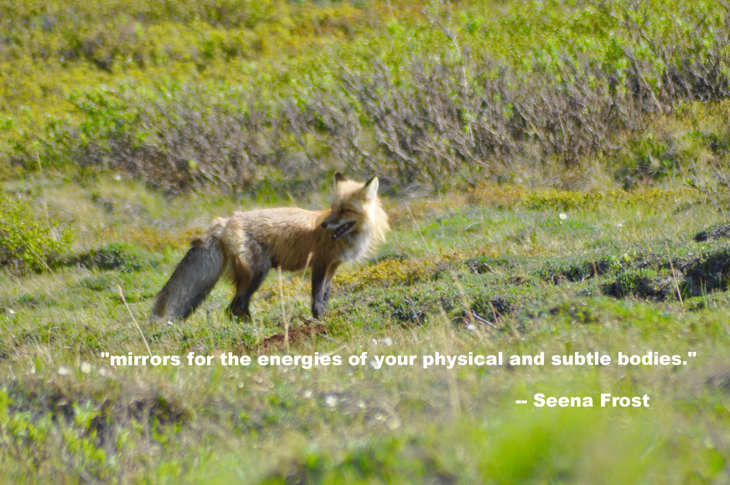 fullsizeoutput_8357.jpeg