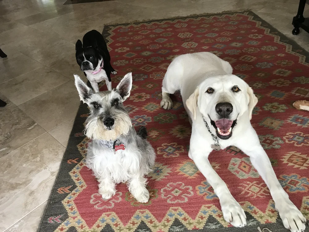 How Much Do Overnight Dog Sitters Make