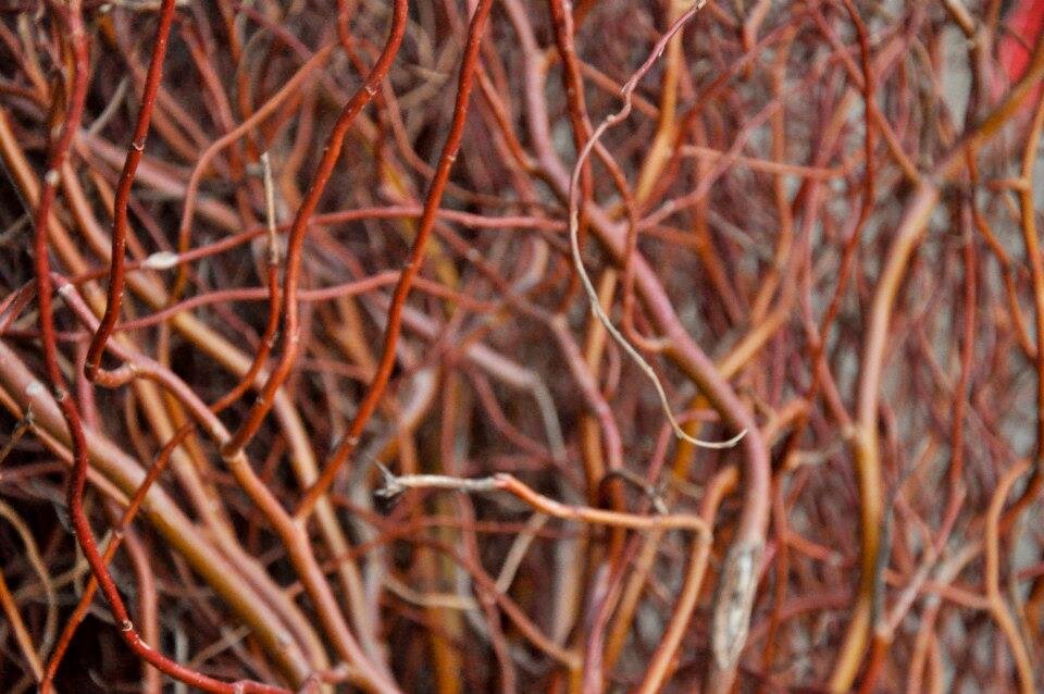 Curly willow adds shade, visual interest to the garden – Redlands Daily  Facts