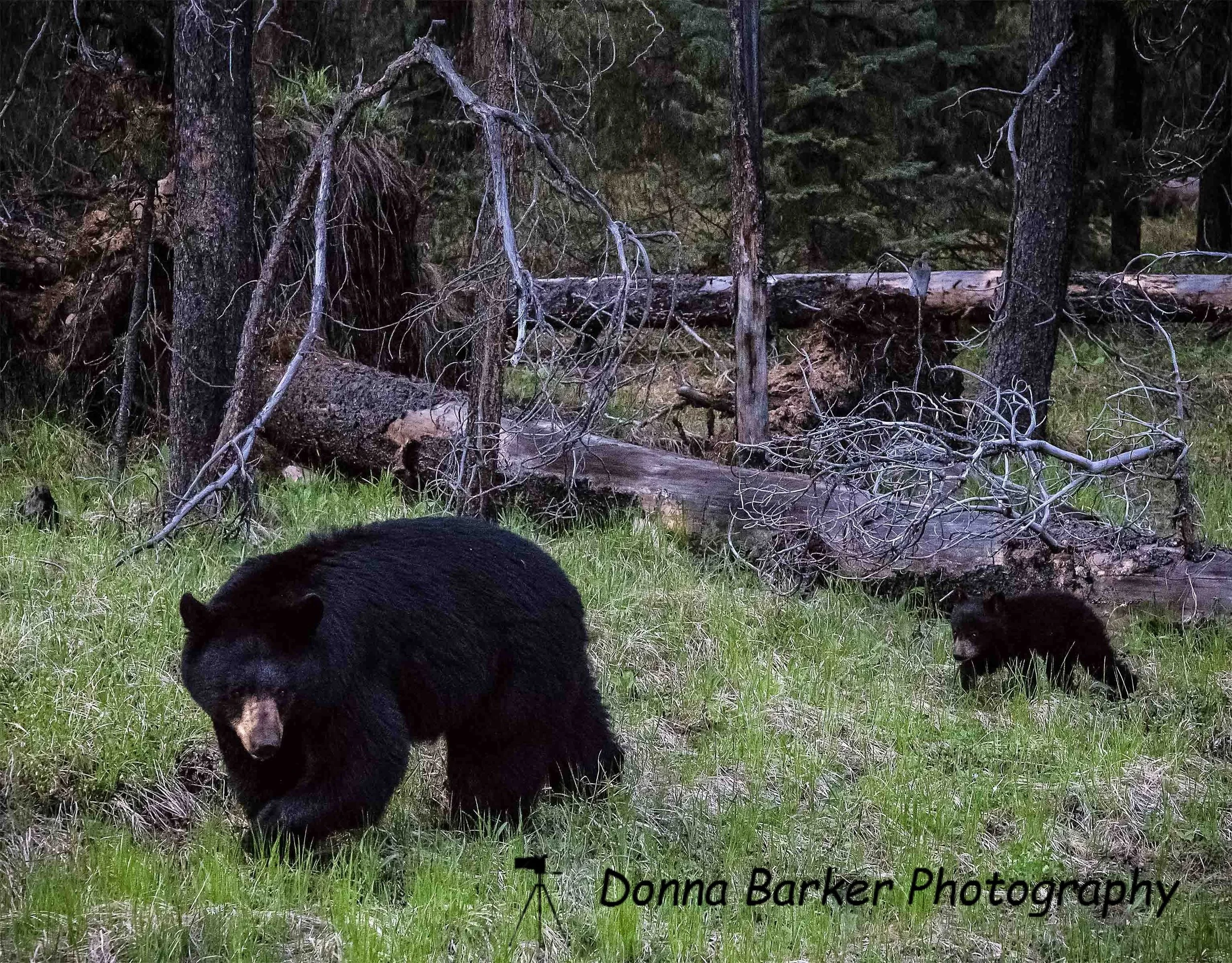 bear w one cub 1.jpg