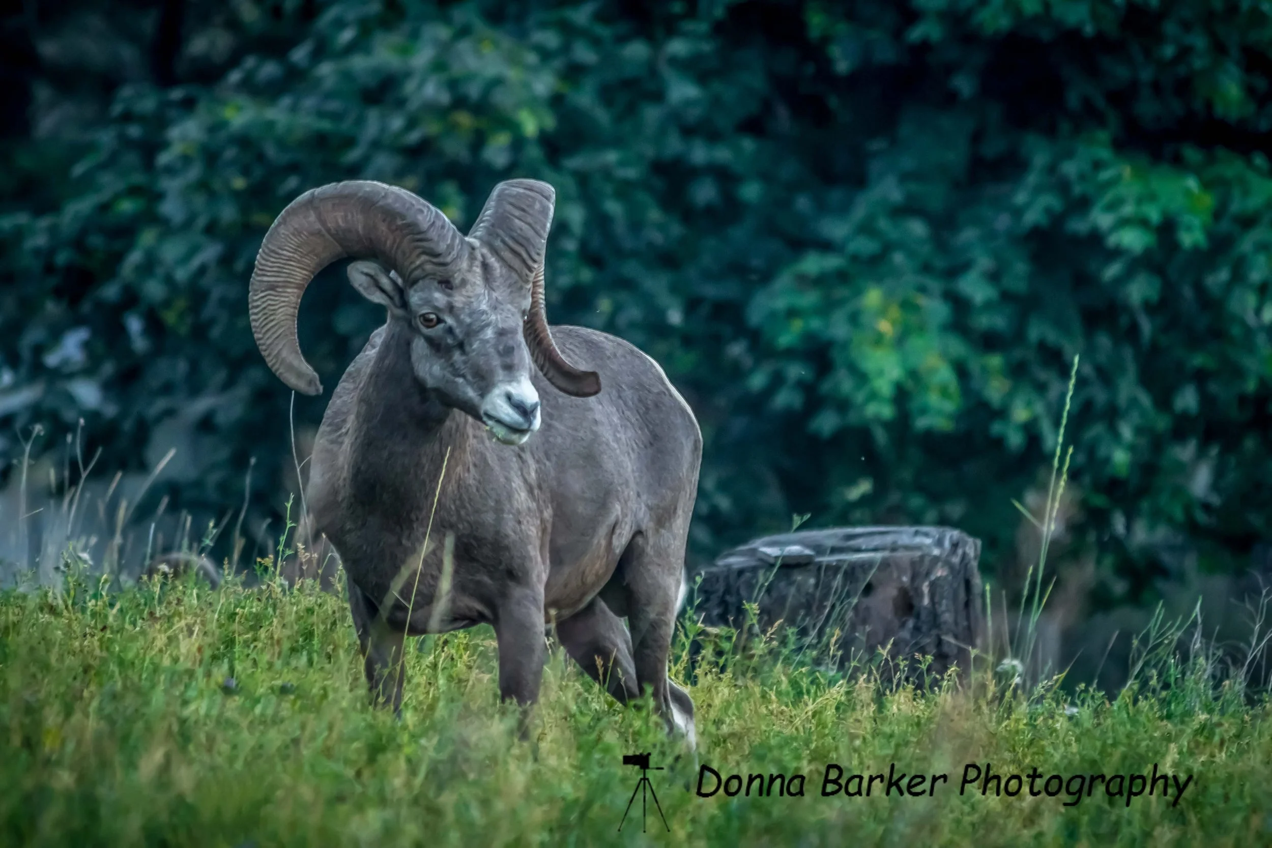 bighorn ram 1.jpg