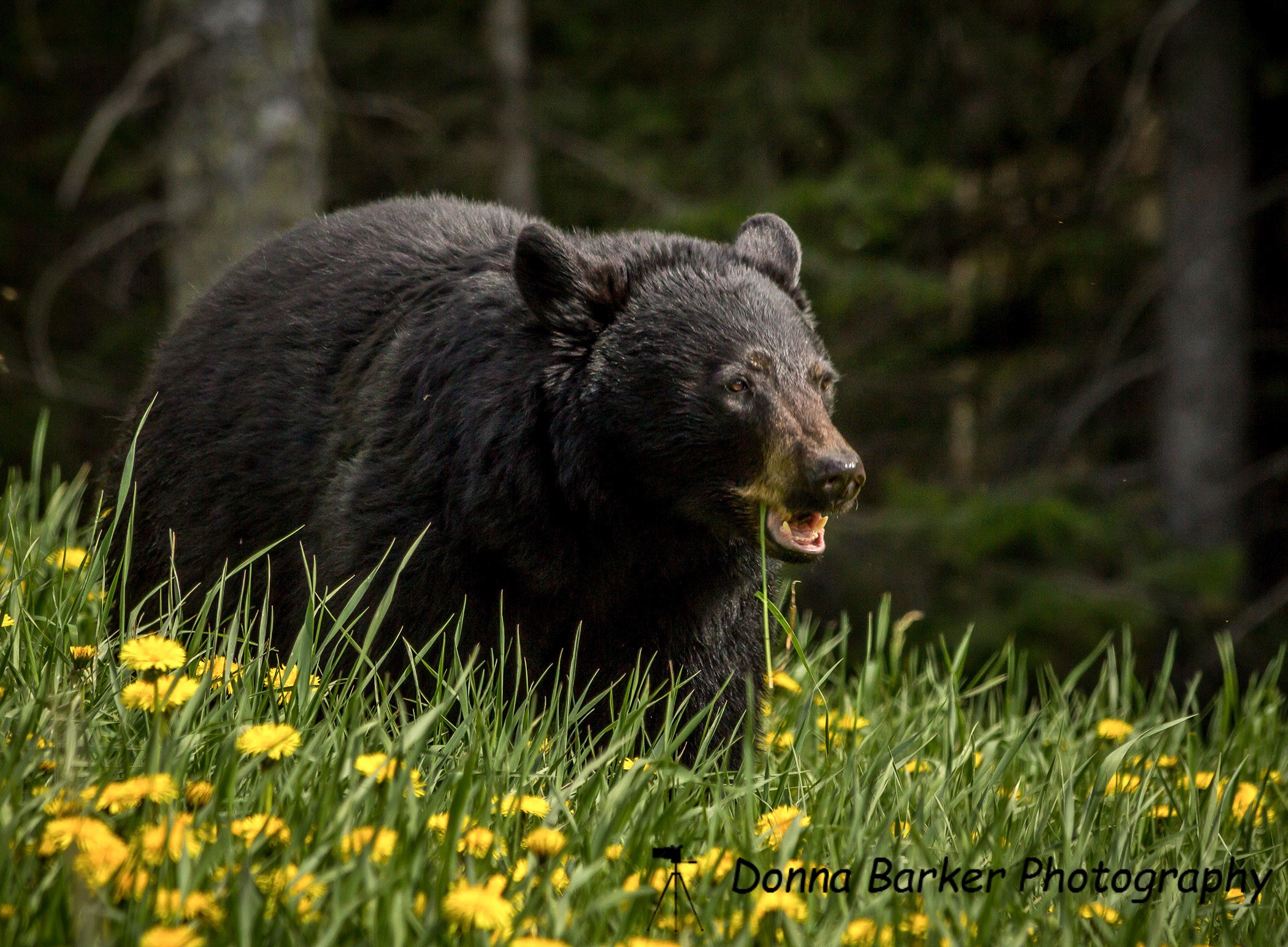 Black bear 3 (1).jpg