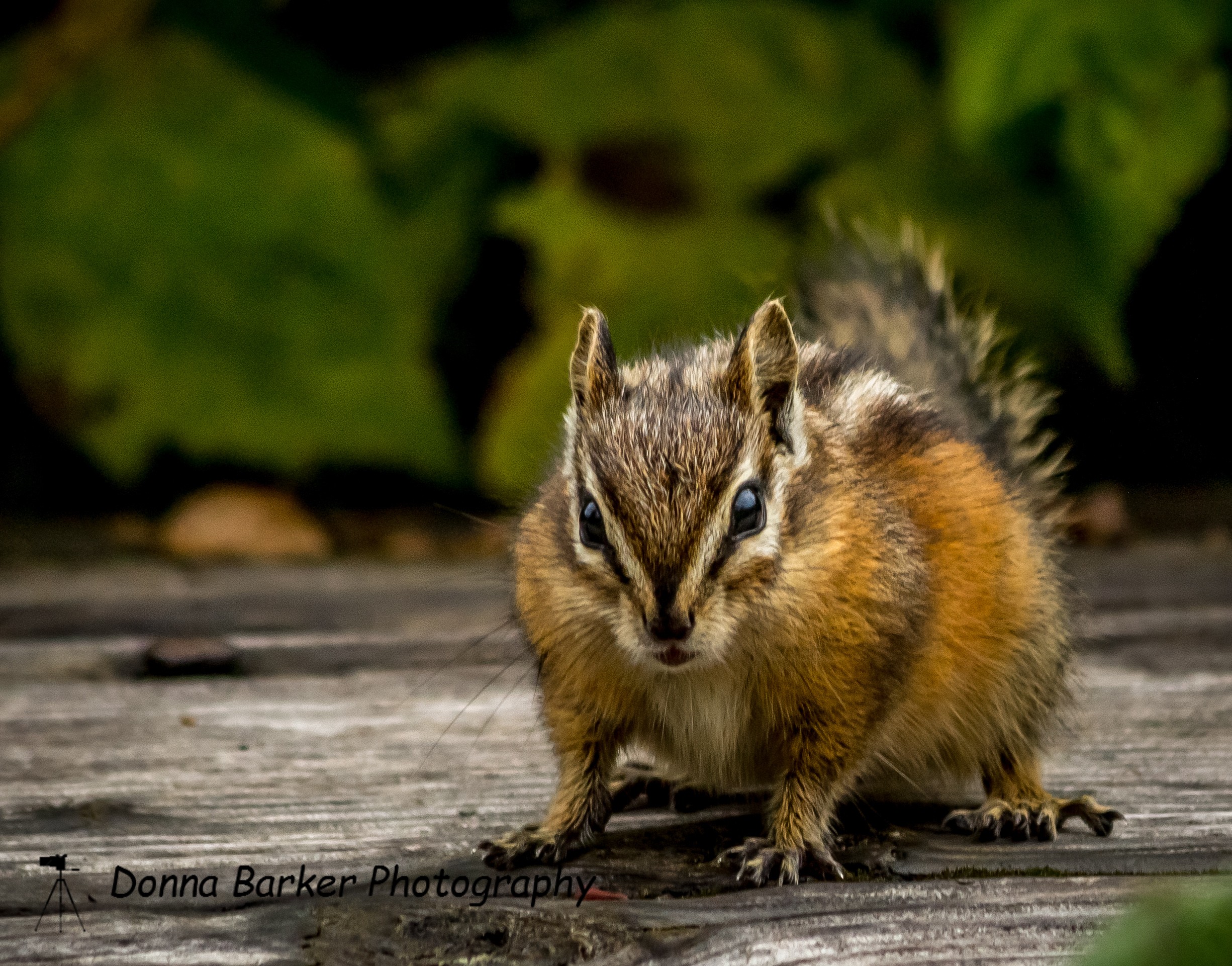 chipmunk 1.jpg