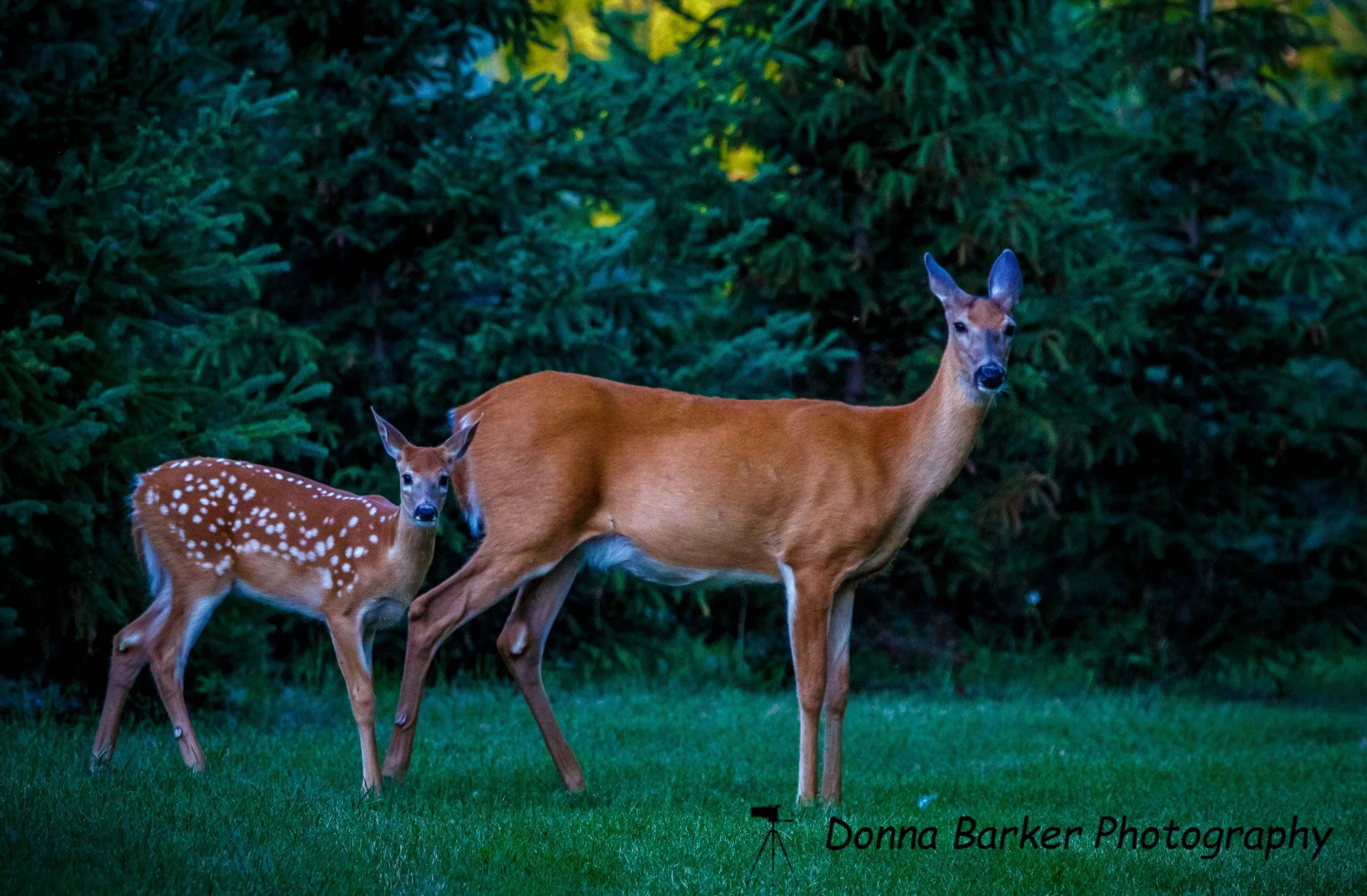 deer and fawn 1.jpg