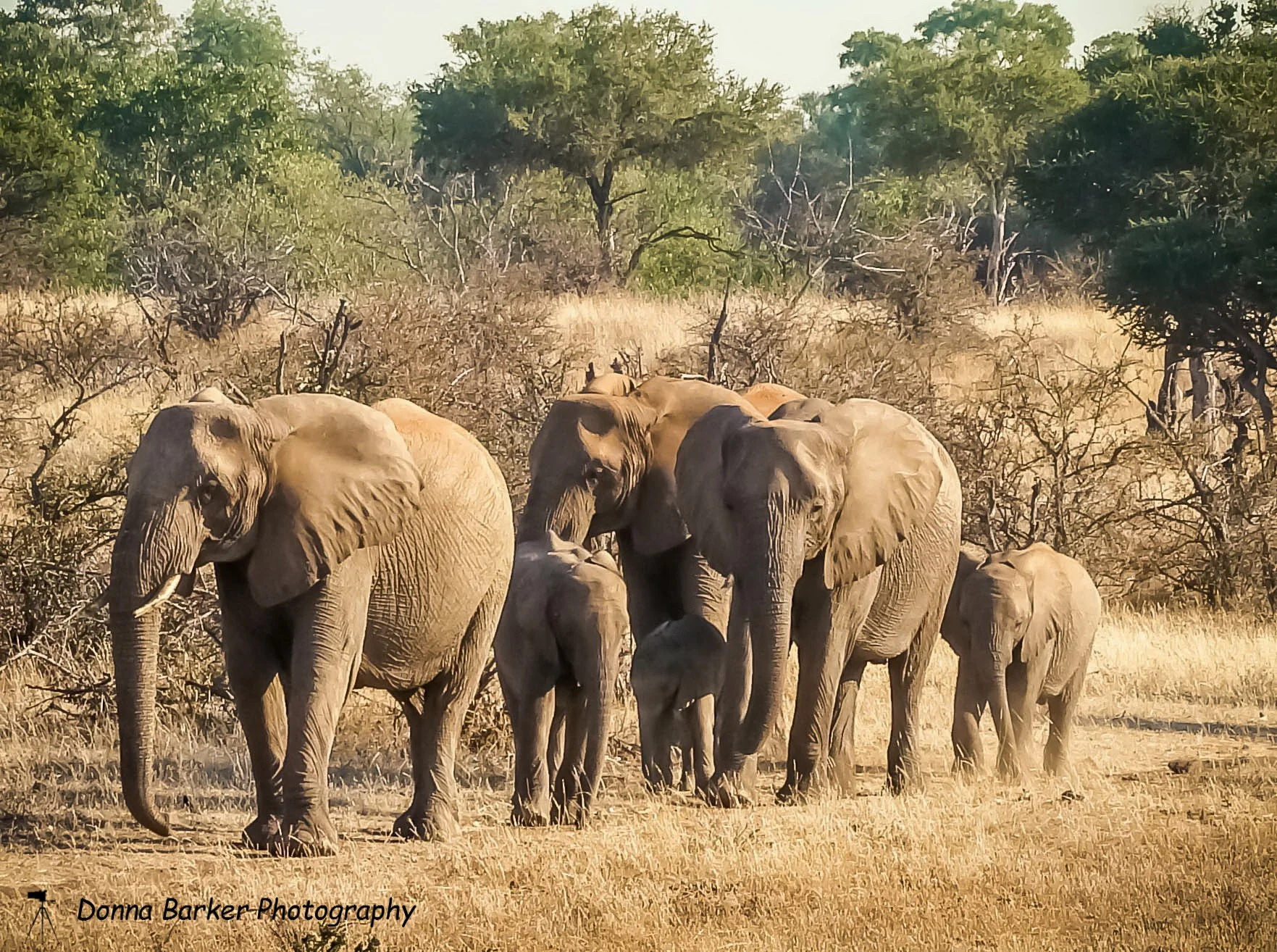 Elephant Family1.jpg