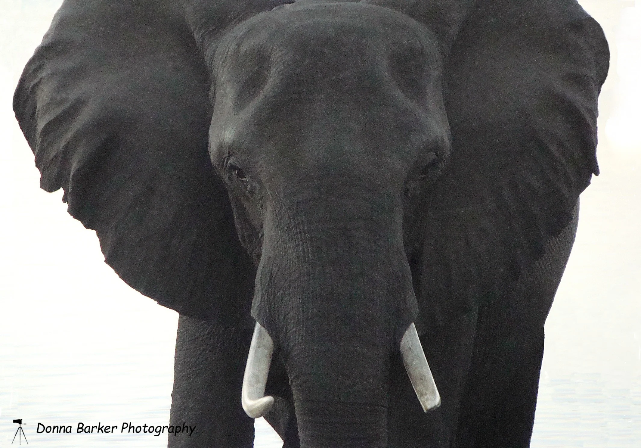 Elephant on white 225 1.jpg