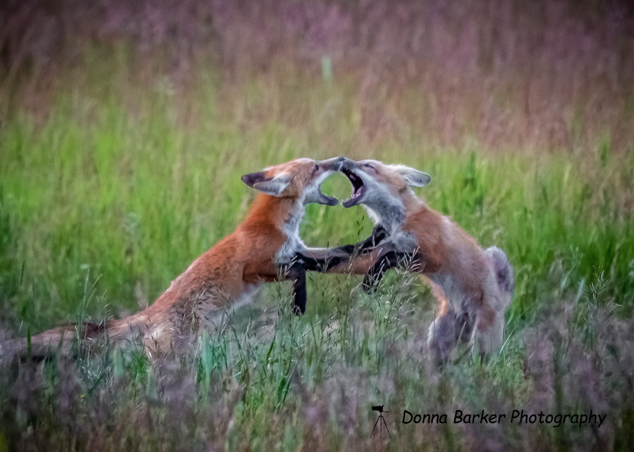 fox kittsplaying 1.jpg