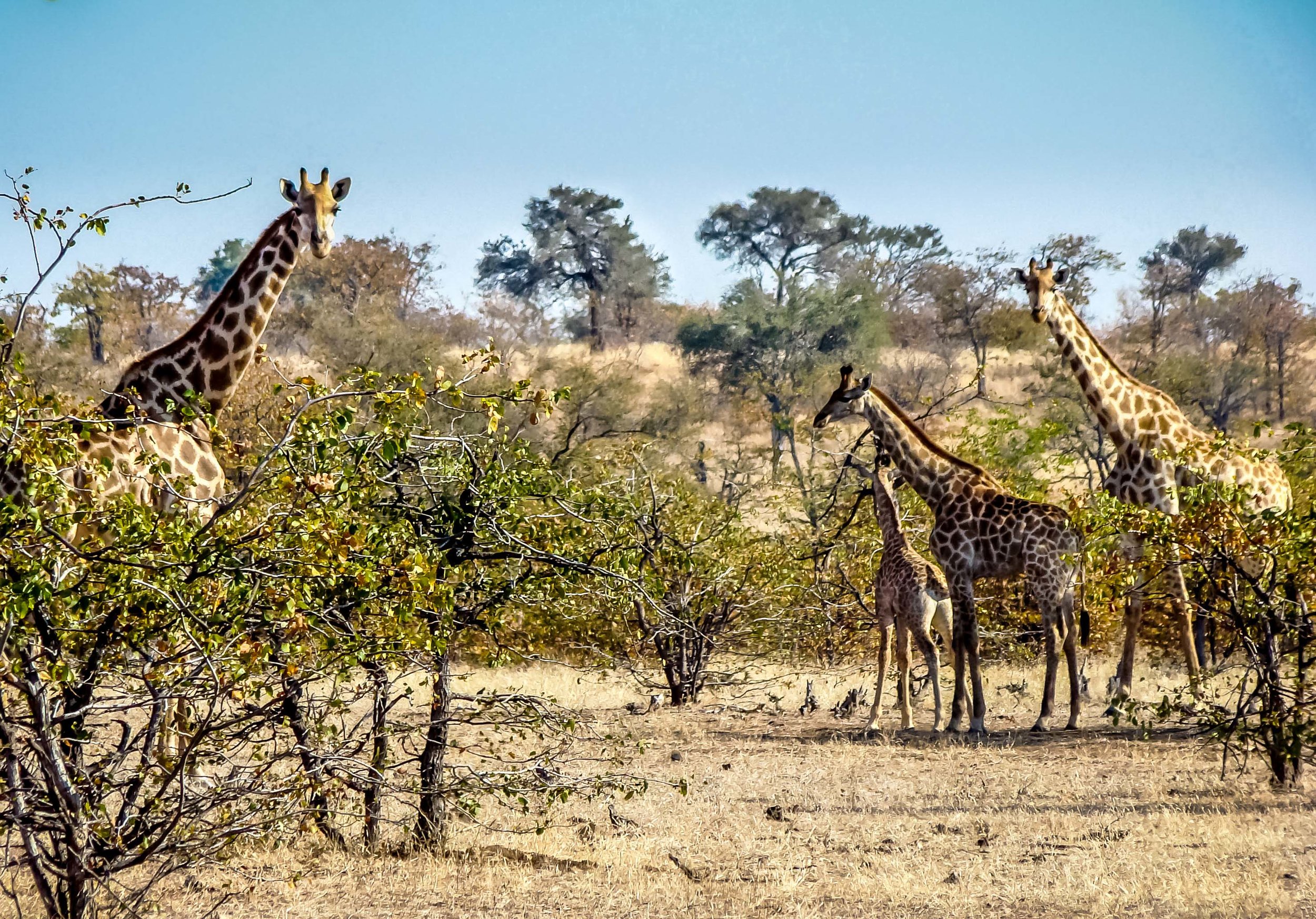 great giraffe picture 1.jpg