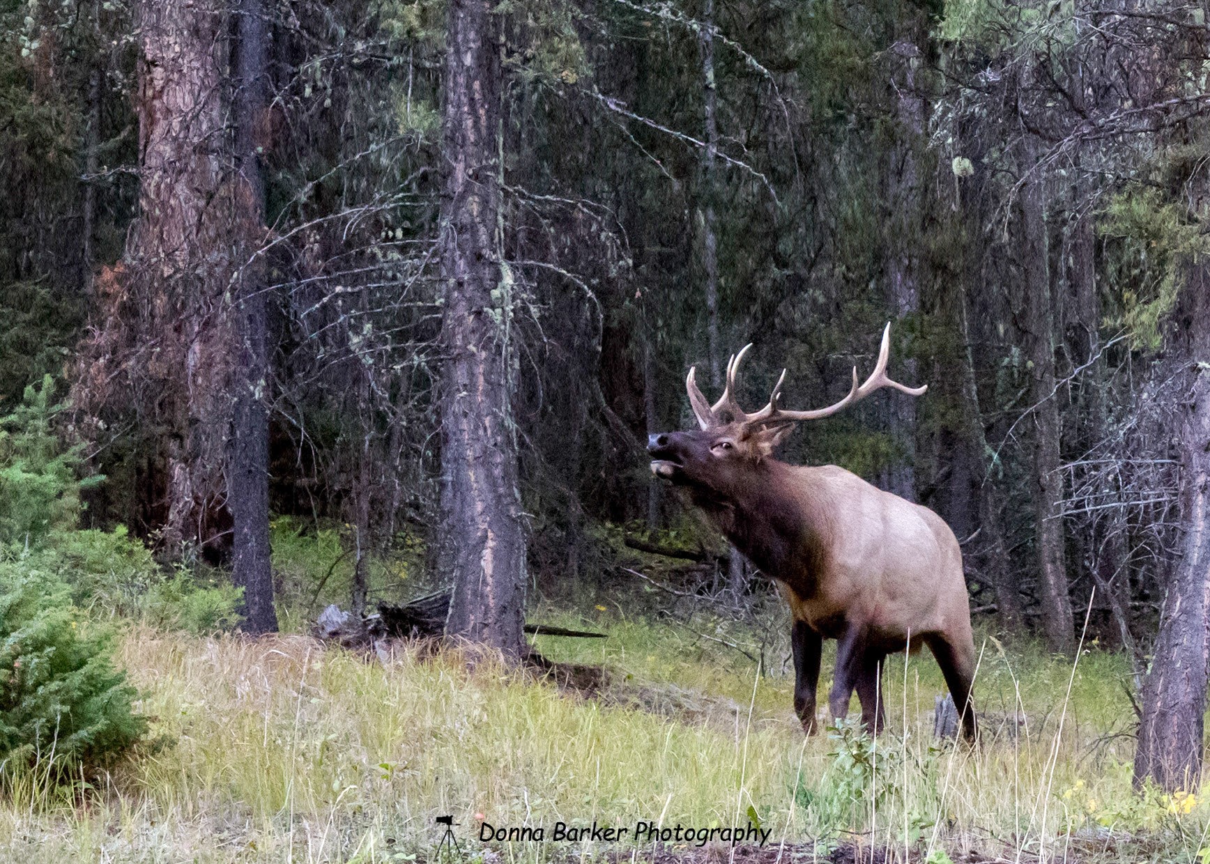 male elk bugling1.jpg