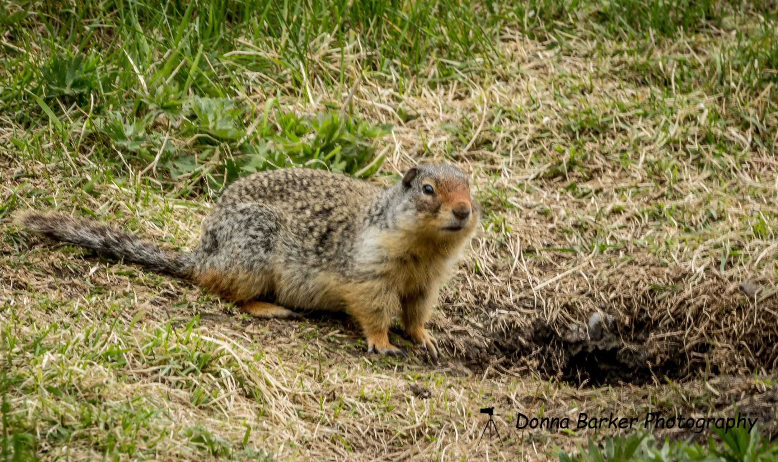 richardson ground squirrel 1.jpg