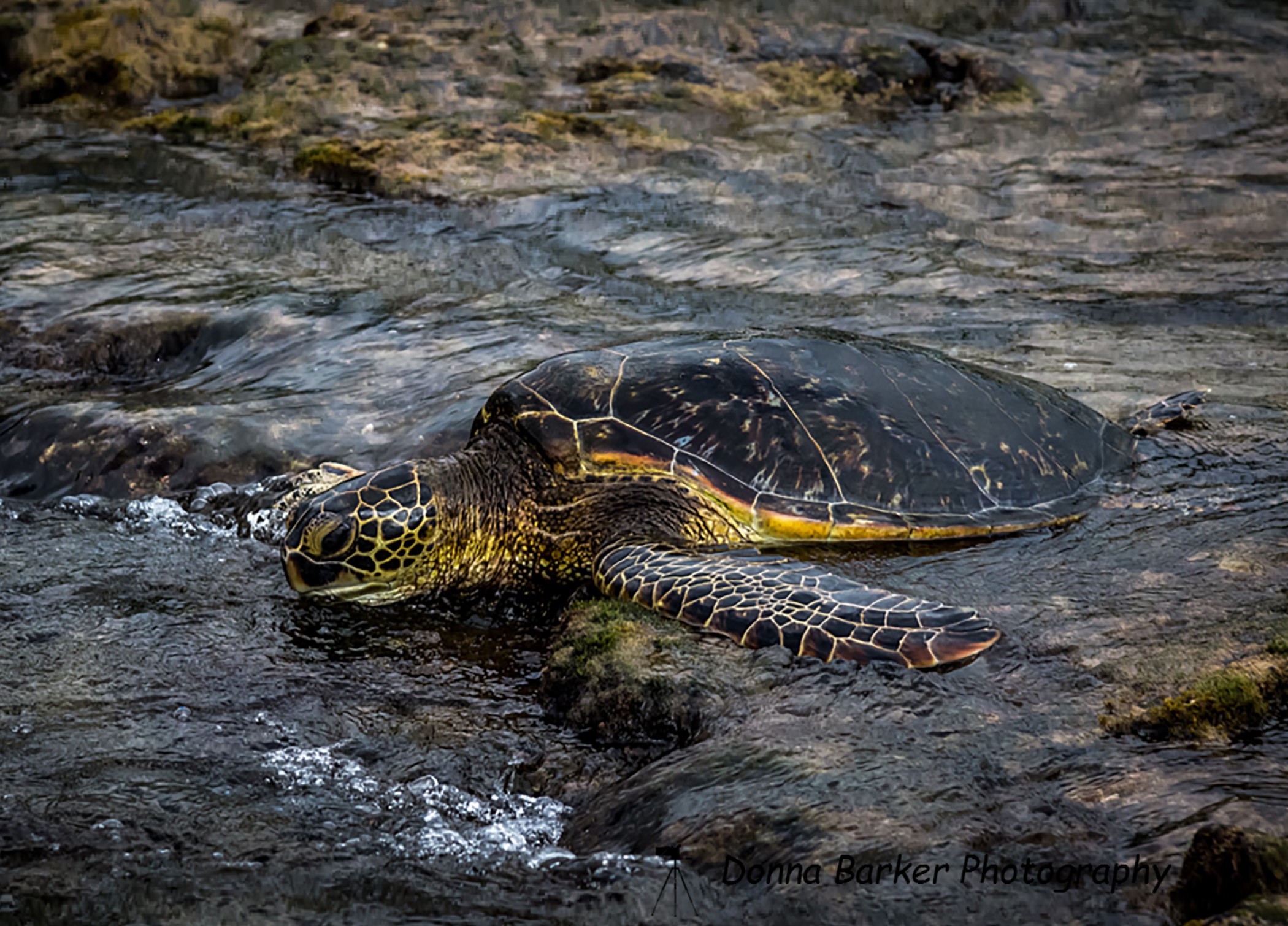 turtle close SM1.jpg