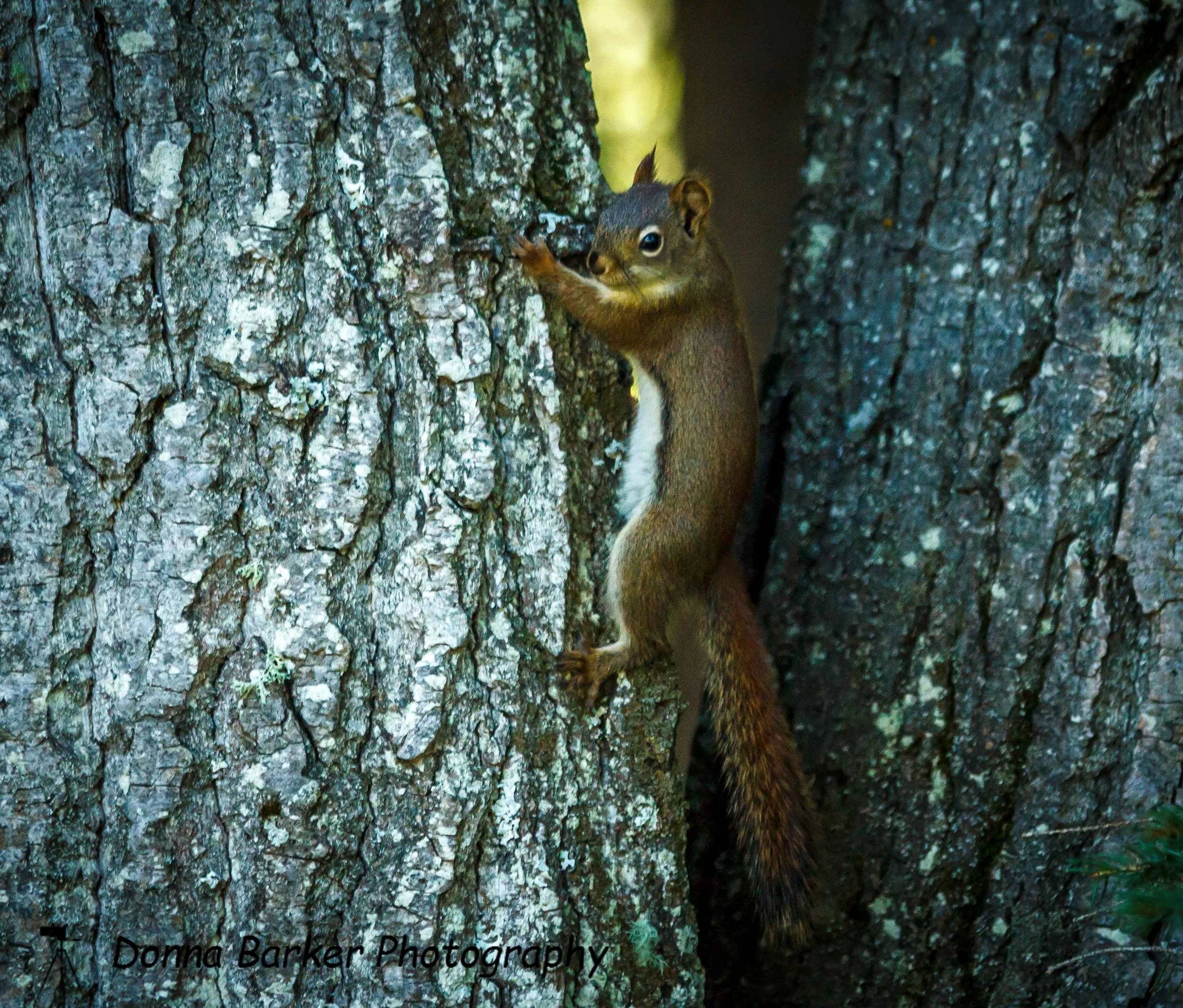 Squirrel 1.jpg