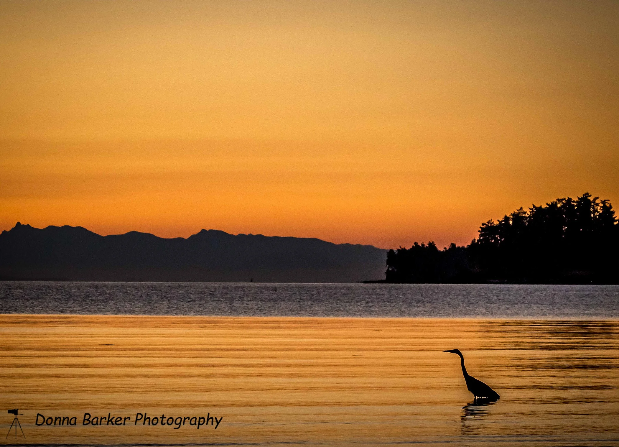 Heron Sunset little SM1.jpg