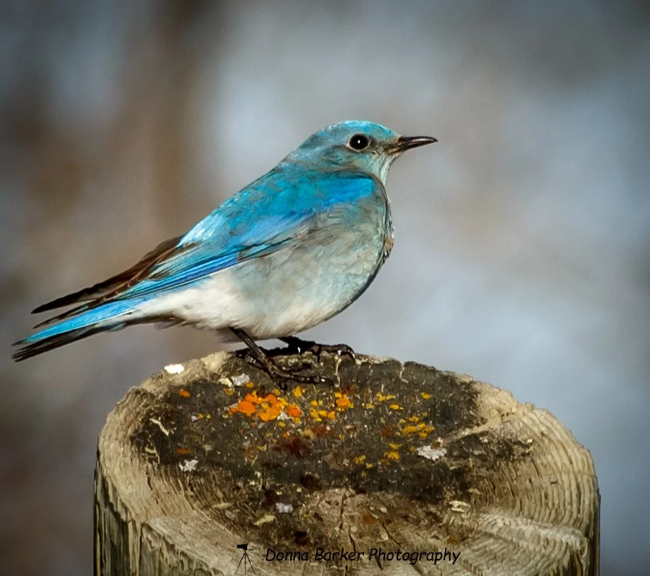 Bluebird1.jpg