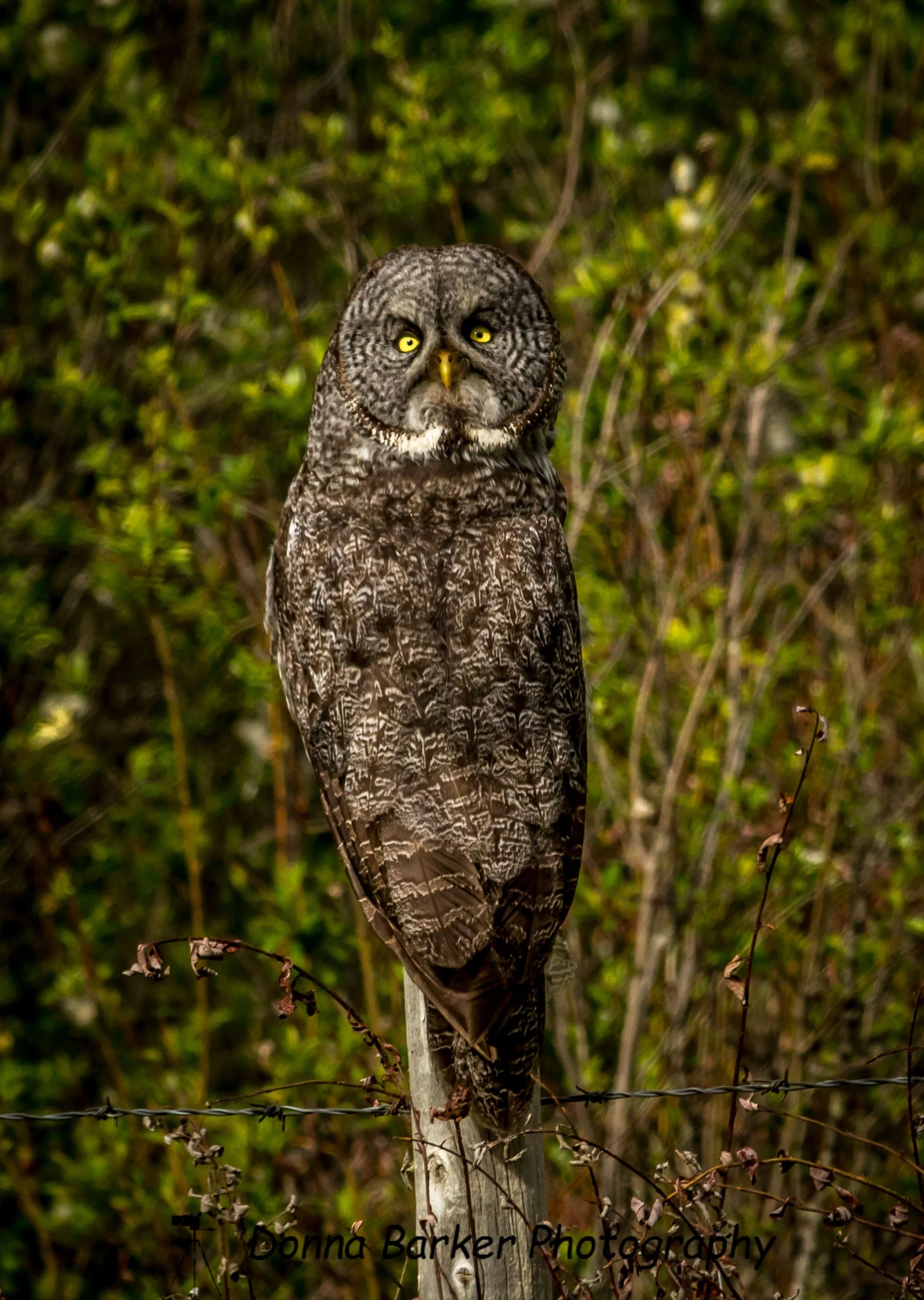 great grey owl 1.jpg