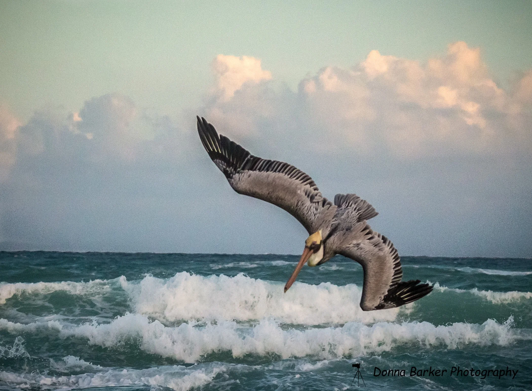 PelicanDiving SM1.jpg