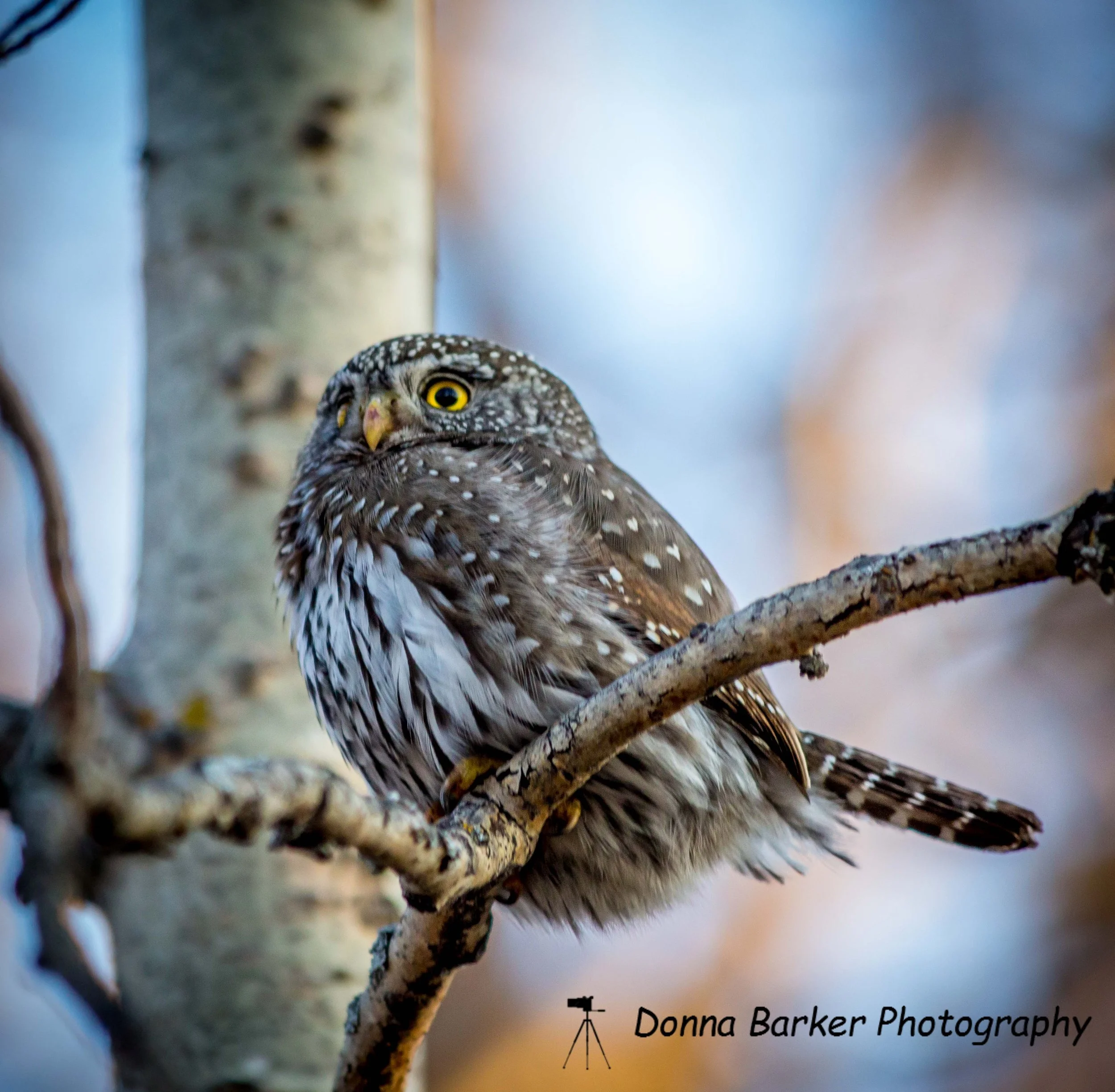 pigmy owl 1.jpg