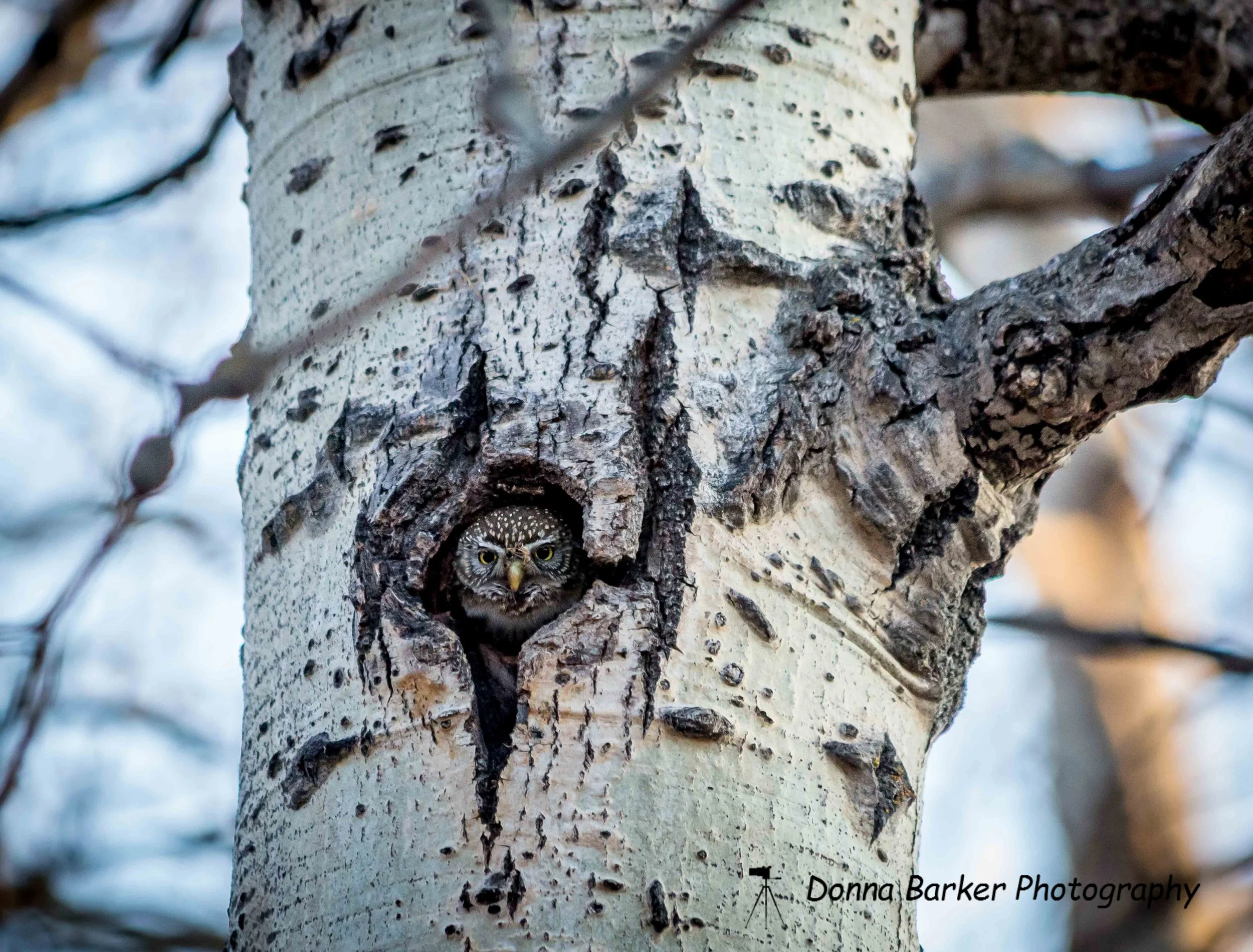 pigmy owl in tree 1.jpg