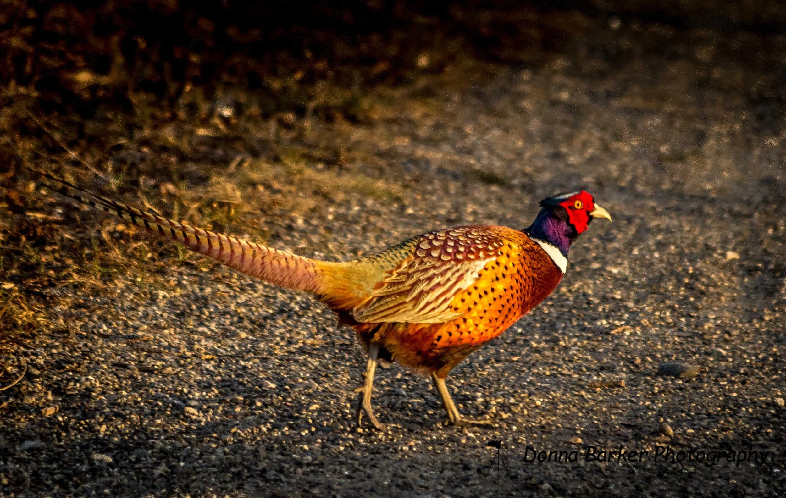 ring necked pheasant 1.jpg