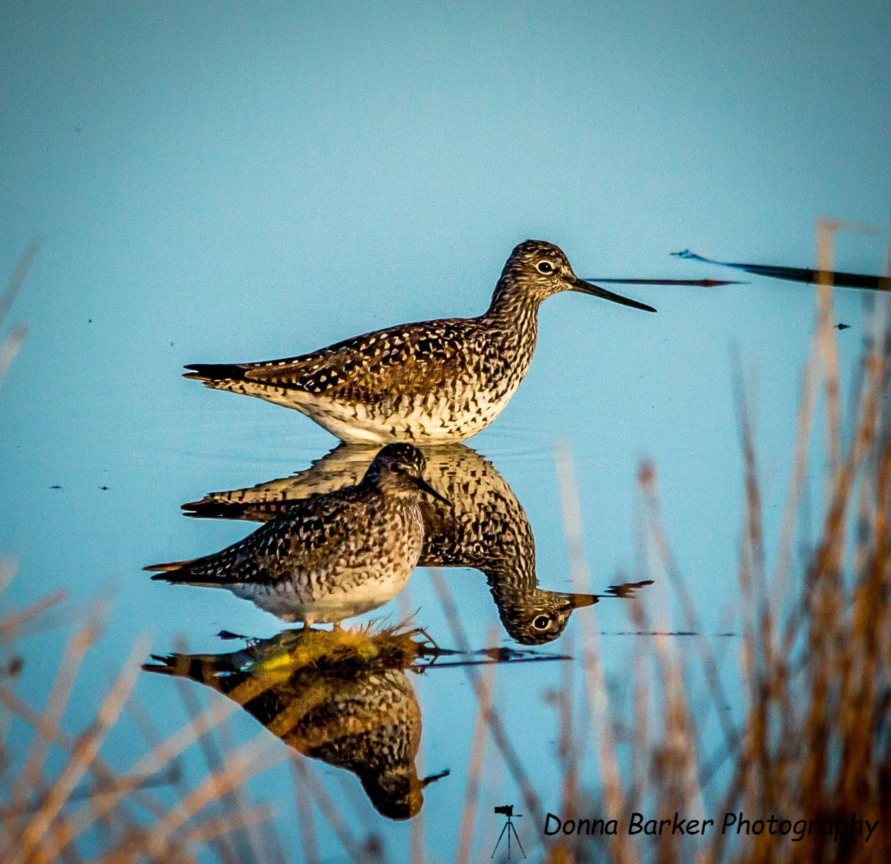 yellow legged sandpipers 1.jpg