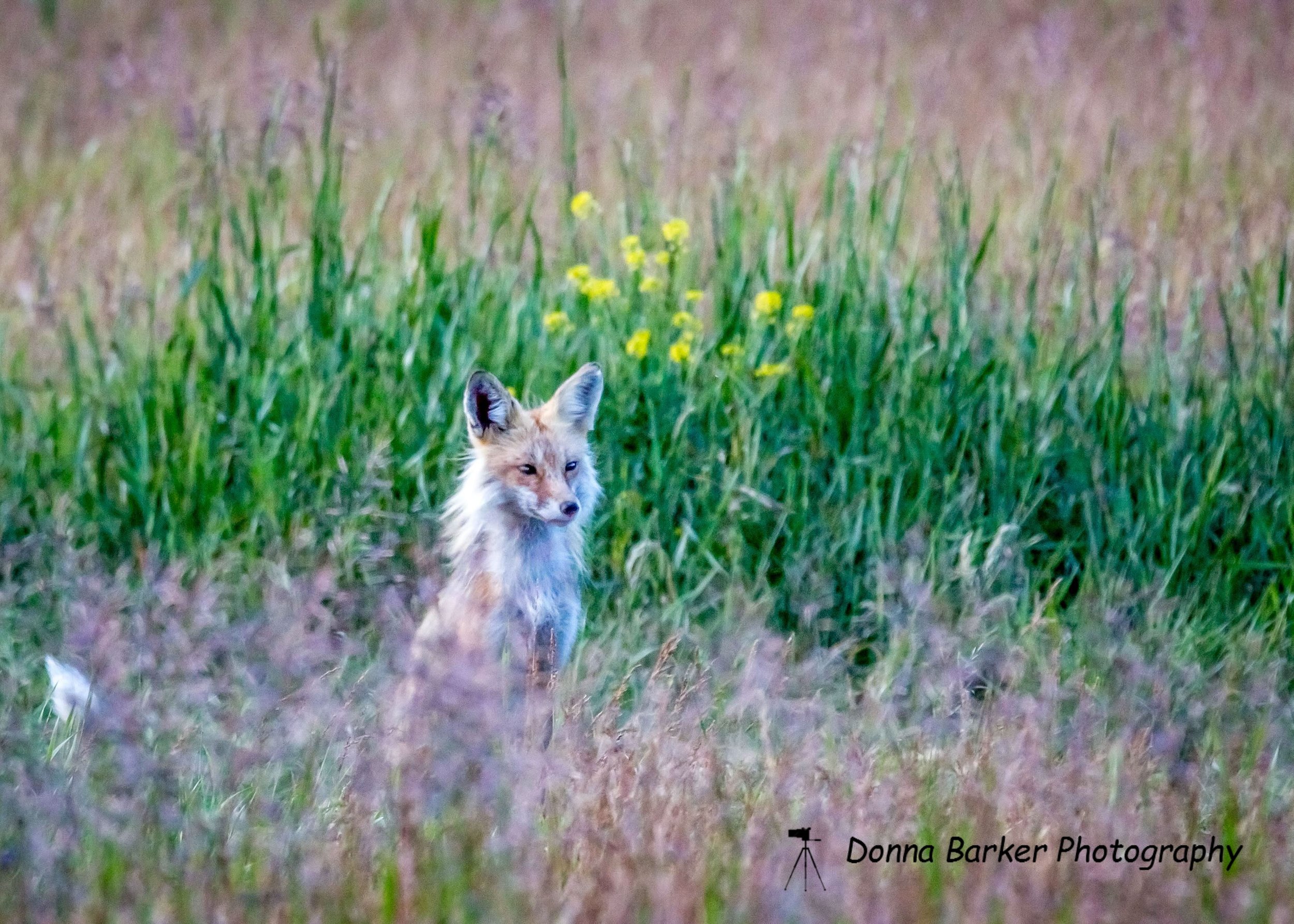 Fox1.jpg