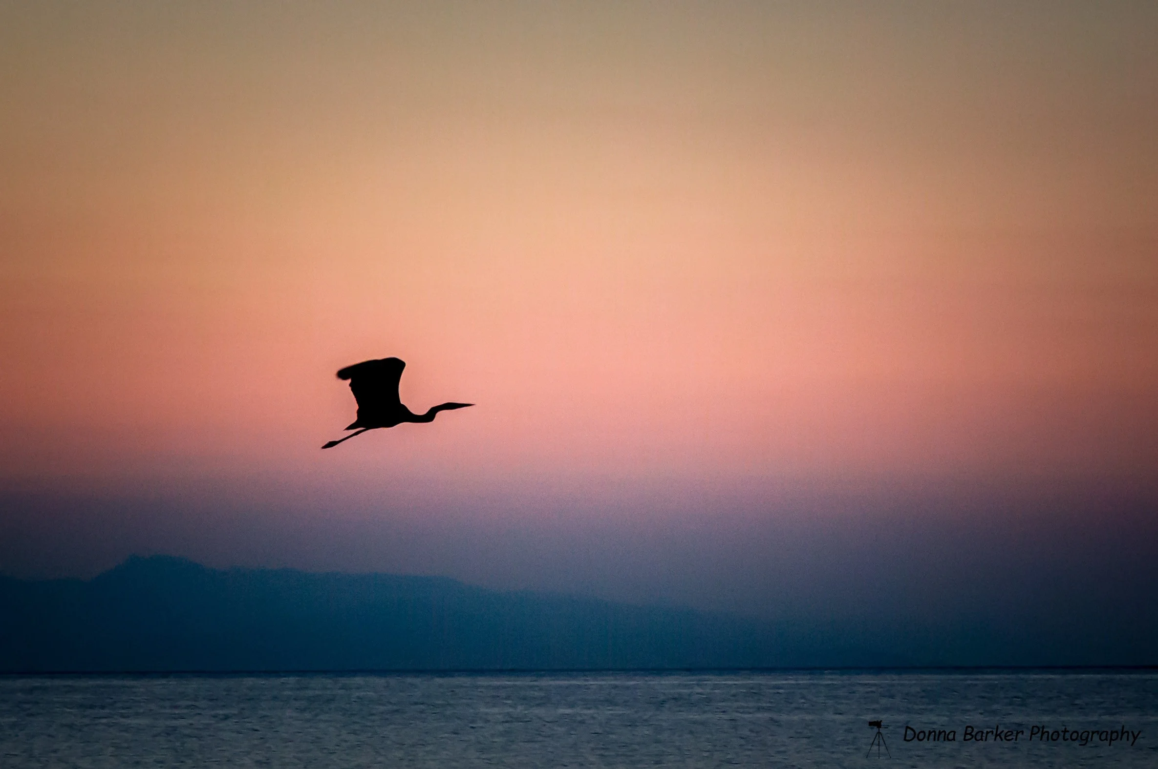 Heron in Sunrise1.jpg