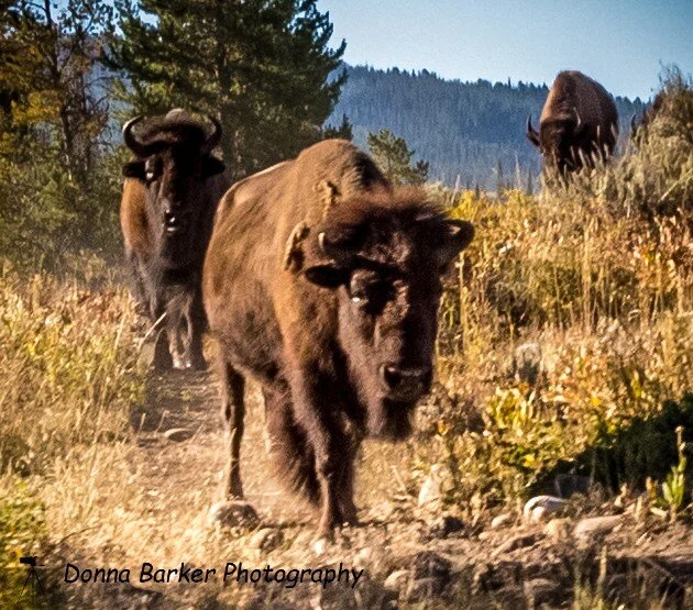 Bison.jpg