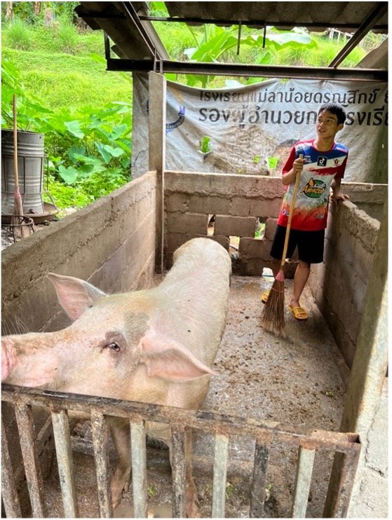 Student tending to school's pig sty