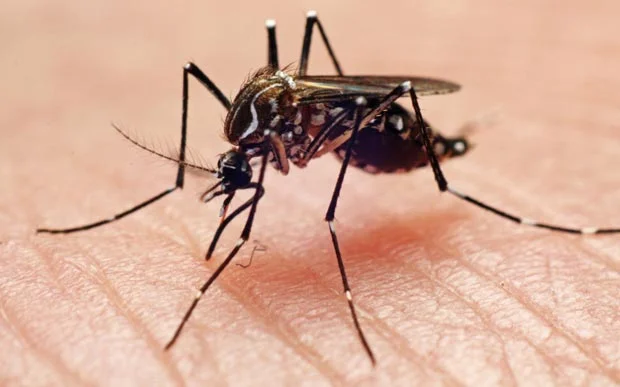 mosquito-repellent.jpg