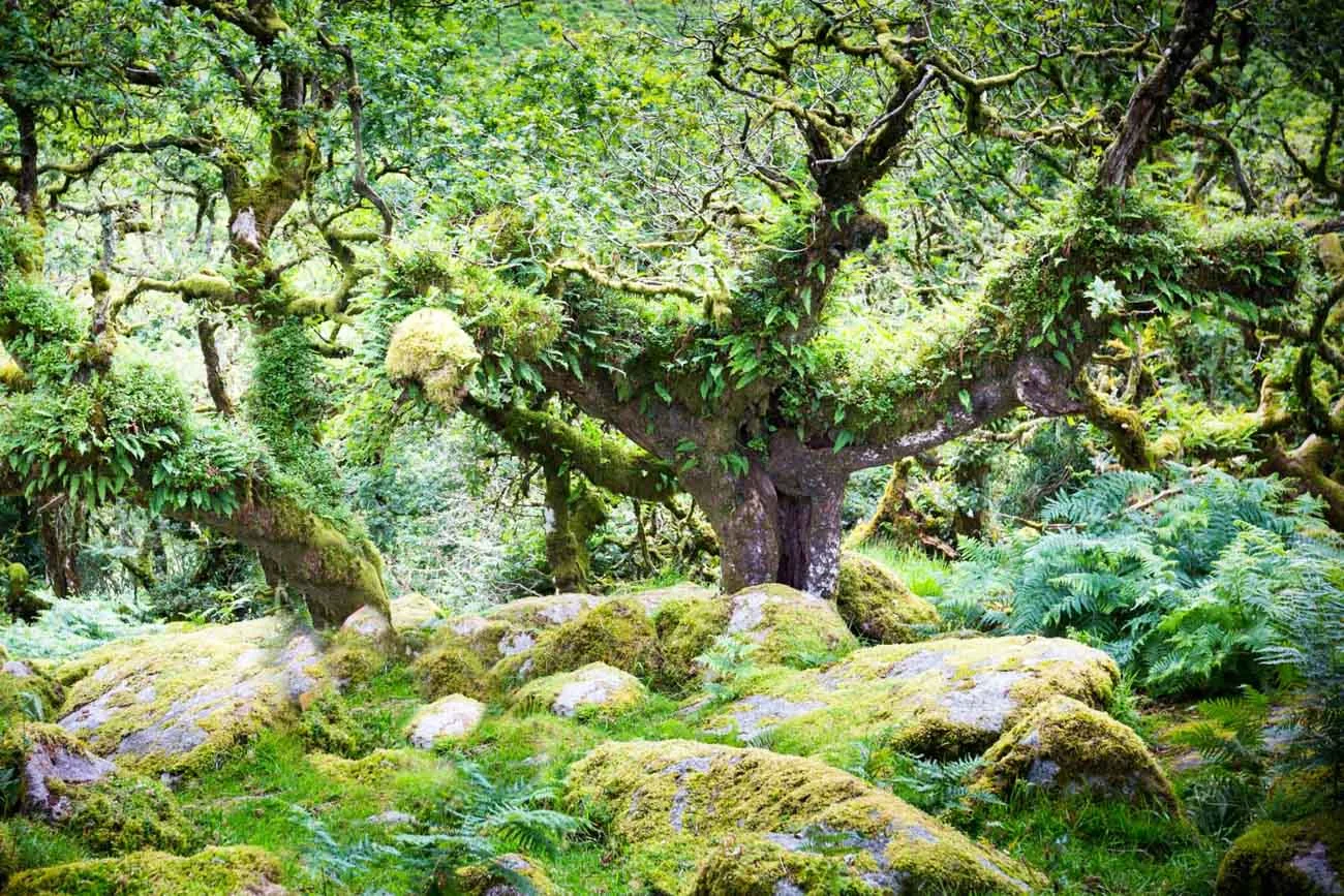 Wistman's Wood, Dartmoor