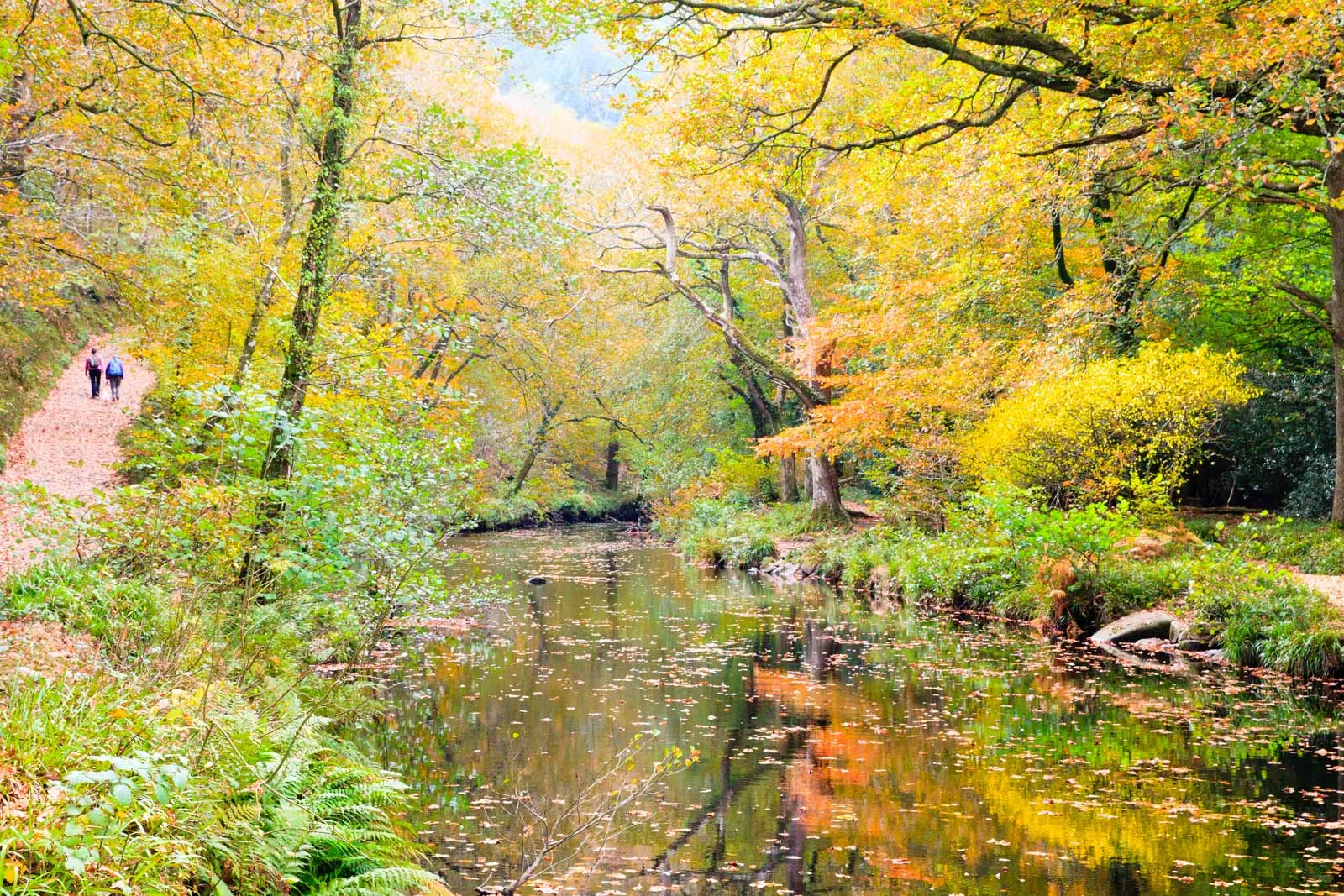 Fingle Gorge