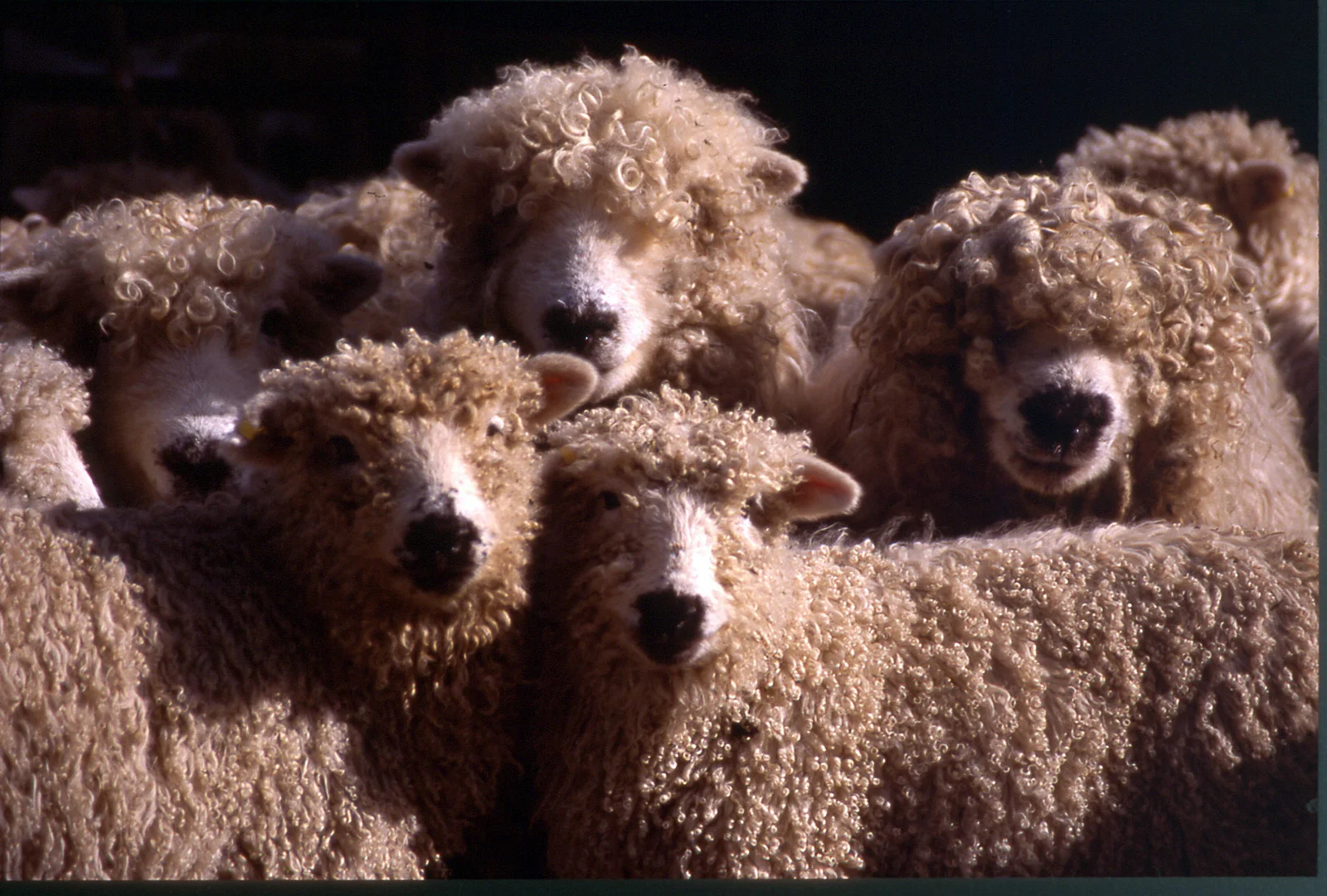 Dartmoor sheep
