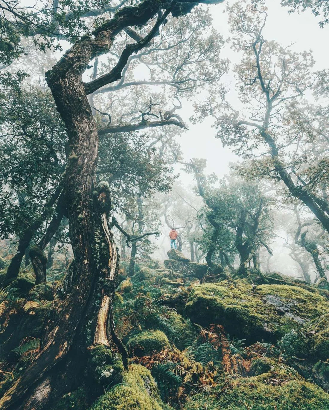 Black-a-Tor Copse