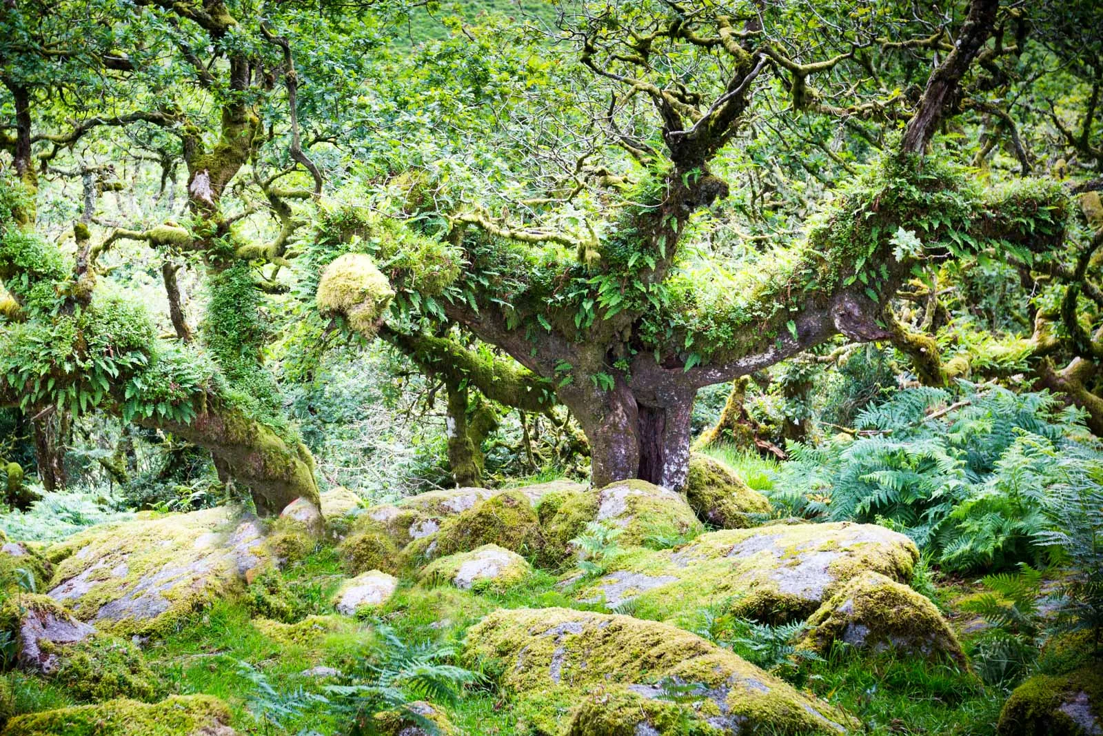 Wiseman’s Wood